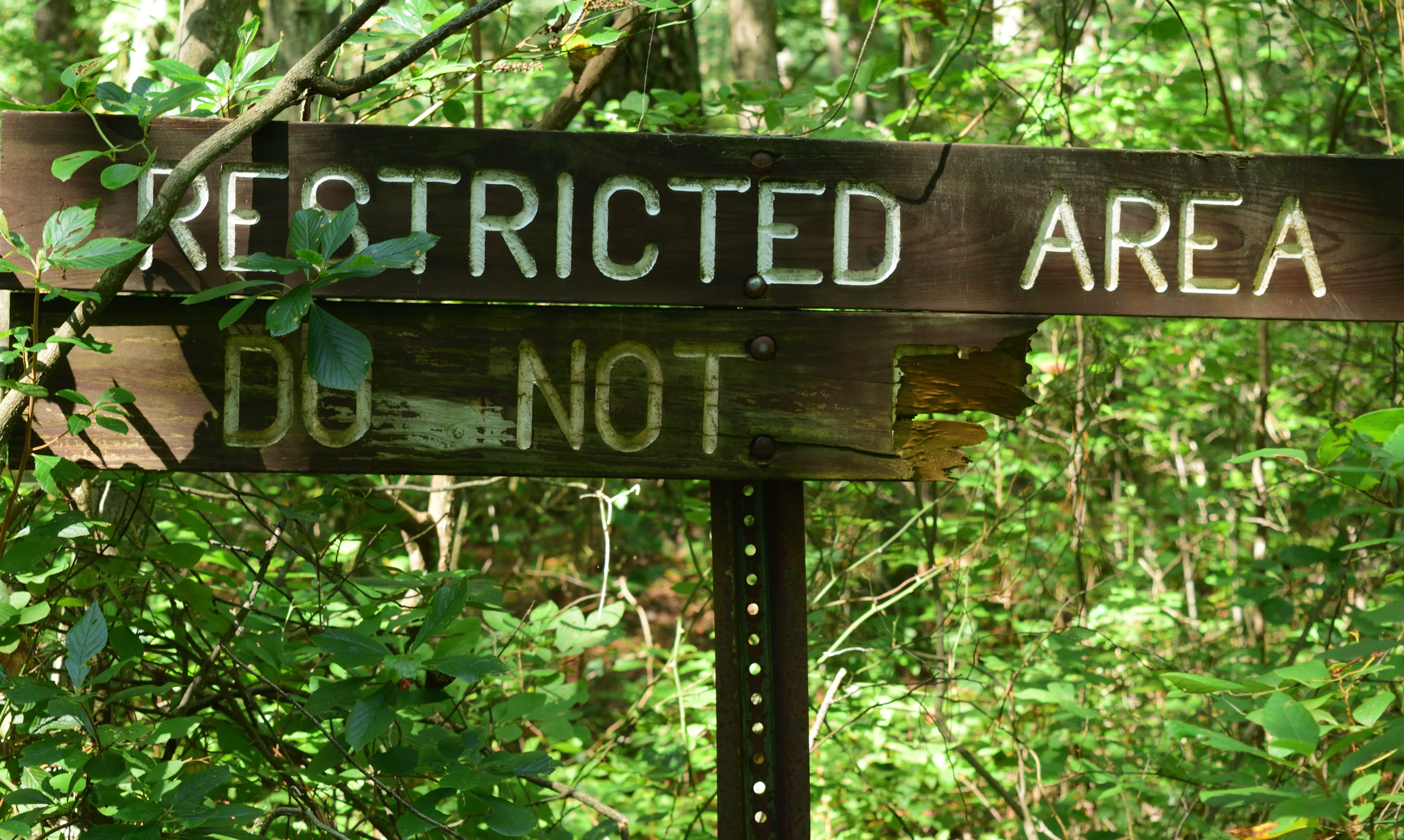 message, no people, communication, forest, woods, leaf, united states, tree, nature, capital letter, 5K, script, trees, guidance, information, plants, HD Wallpaper