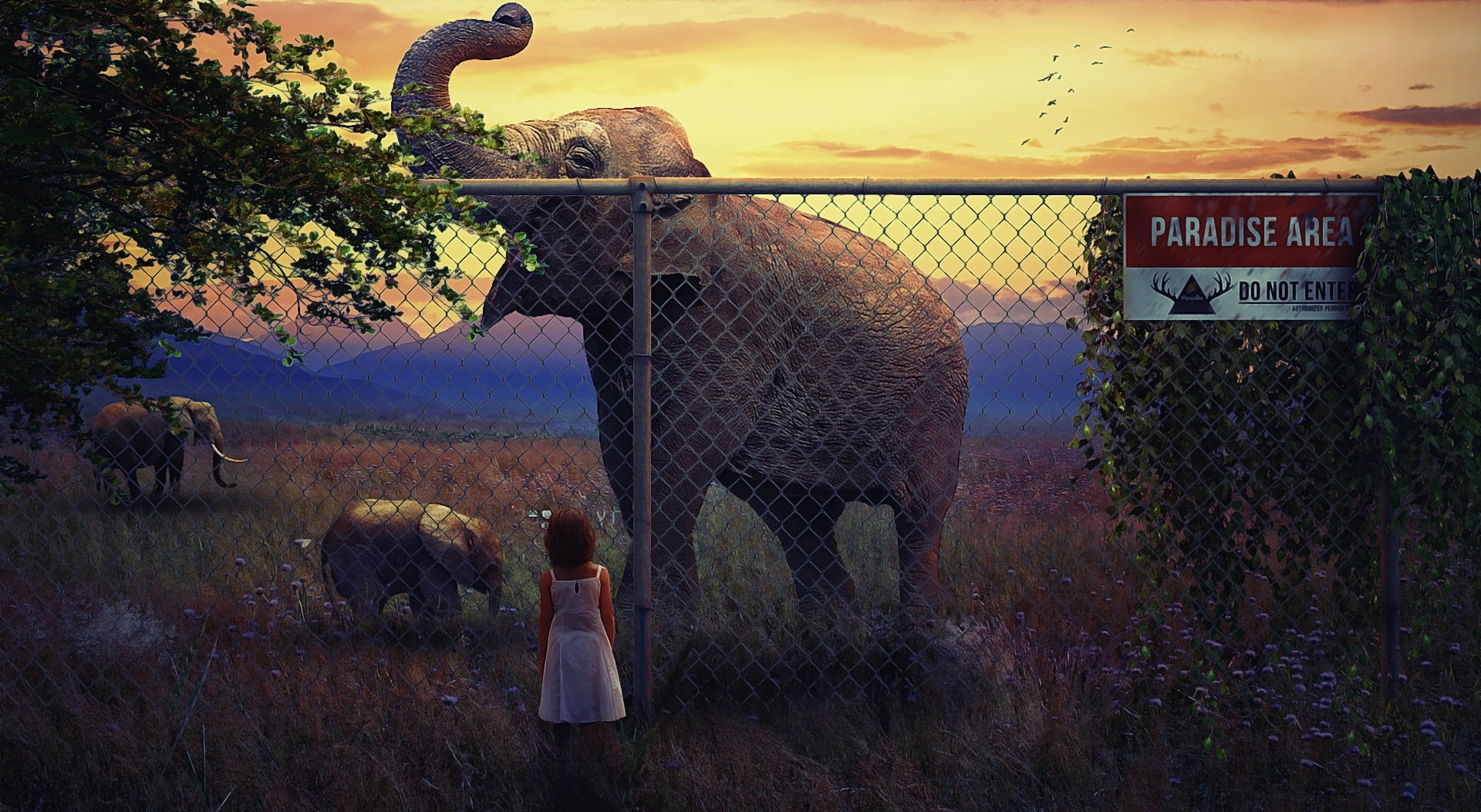 parimal, forest, paradise, area, century, savarkundla, Aero, girl, Creative, 1080P, nakrani, birds, warning, elephant, sign, restricted, HD Wallpaper
