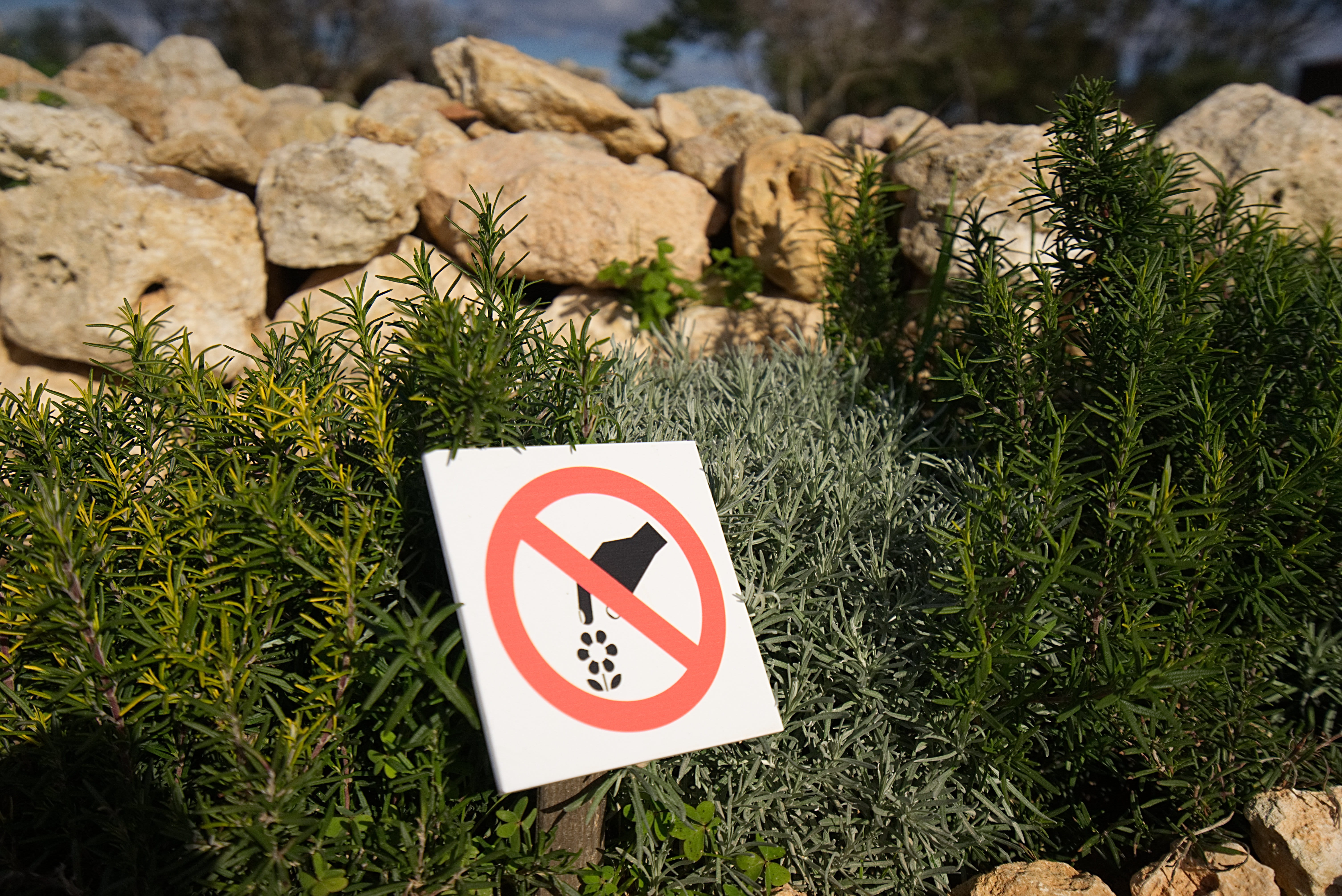 day, growth, malta, human representation, green color, flowers, rock, information sign, outdoors, grass, solid, plant, 5K, ix-xagħra, ġgantija, dry, land, HD Wallpaper