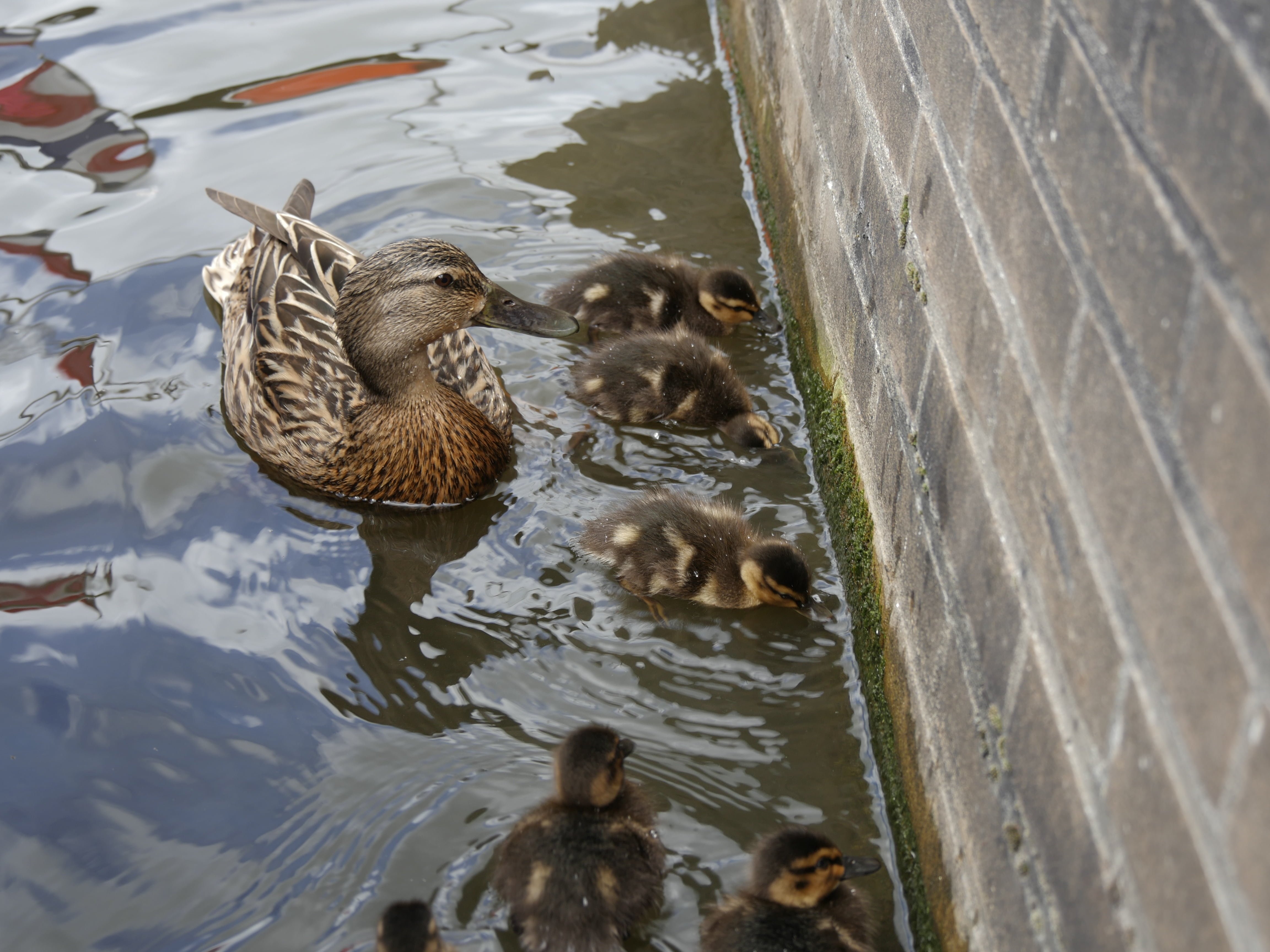 cute, vertebrate, swim, chicken, fluffy, water, animal wildlife, duck, family, animal themes, duck family, animal, small, wildlife photography, swimming, HD Wallpaper