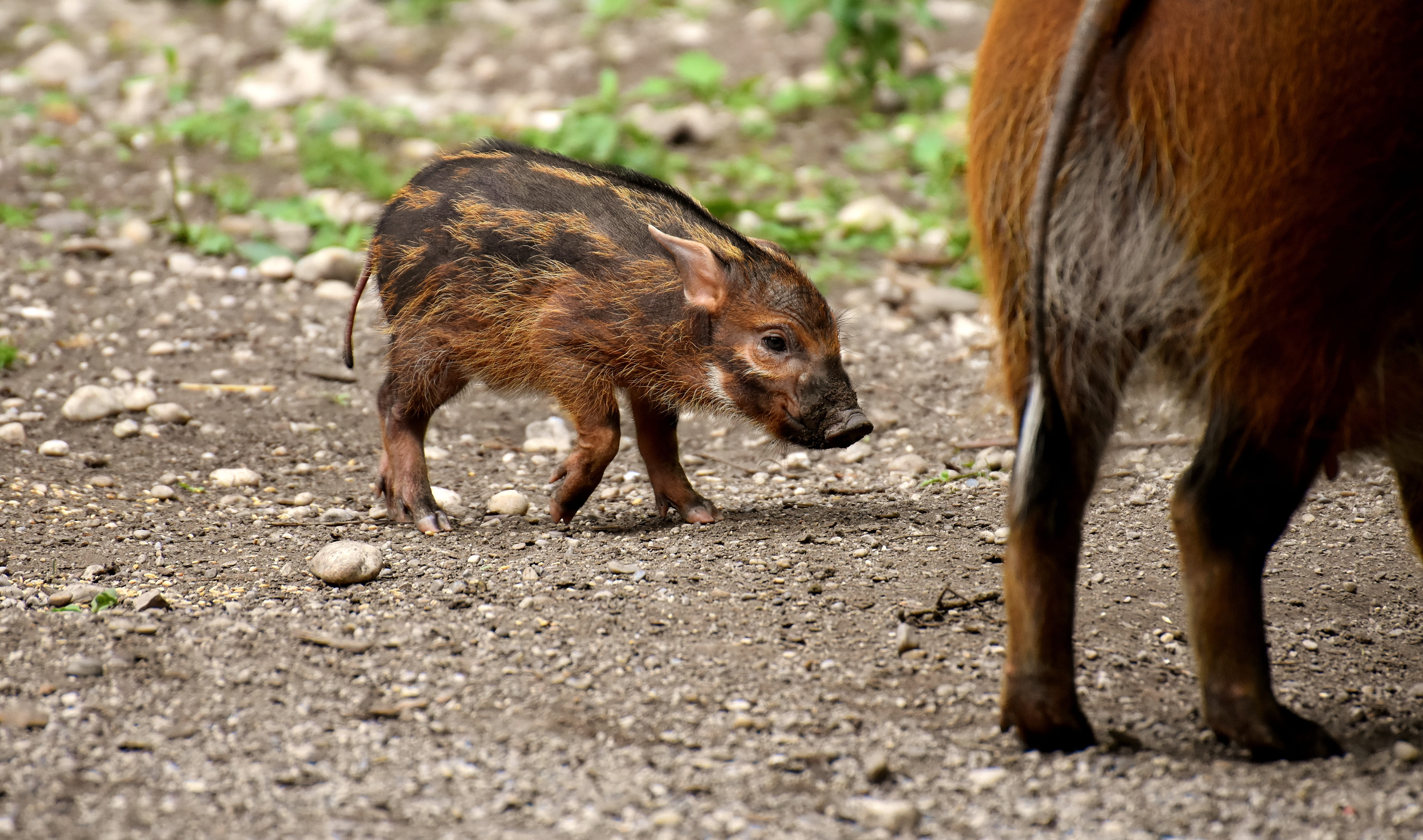 animals, tierpark hellabrunn, day, group of animals, nature, animals in the wild, field, no people, animal wildlife, outdoors, brown, solicitous, land, HD Wallpaper