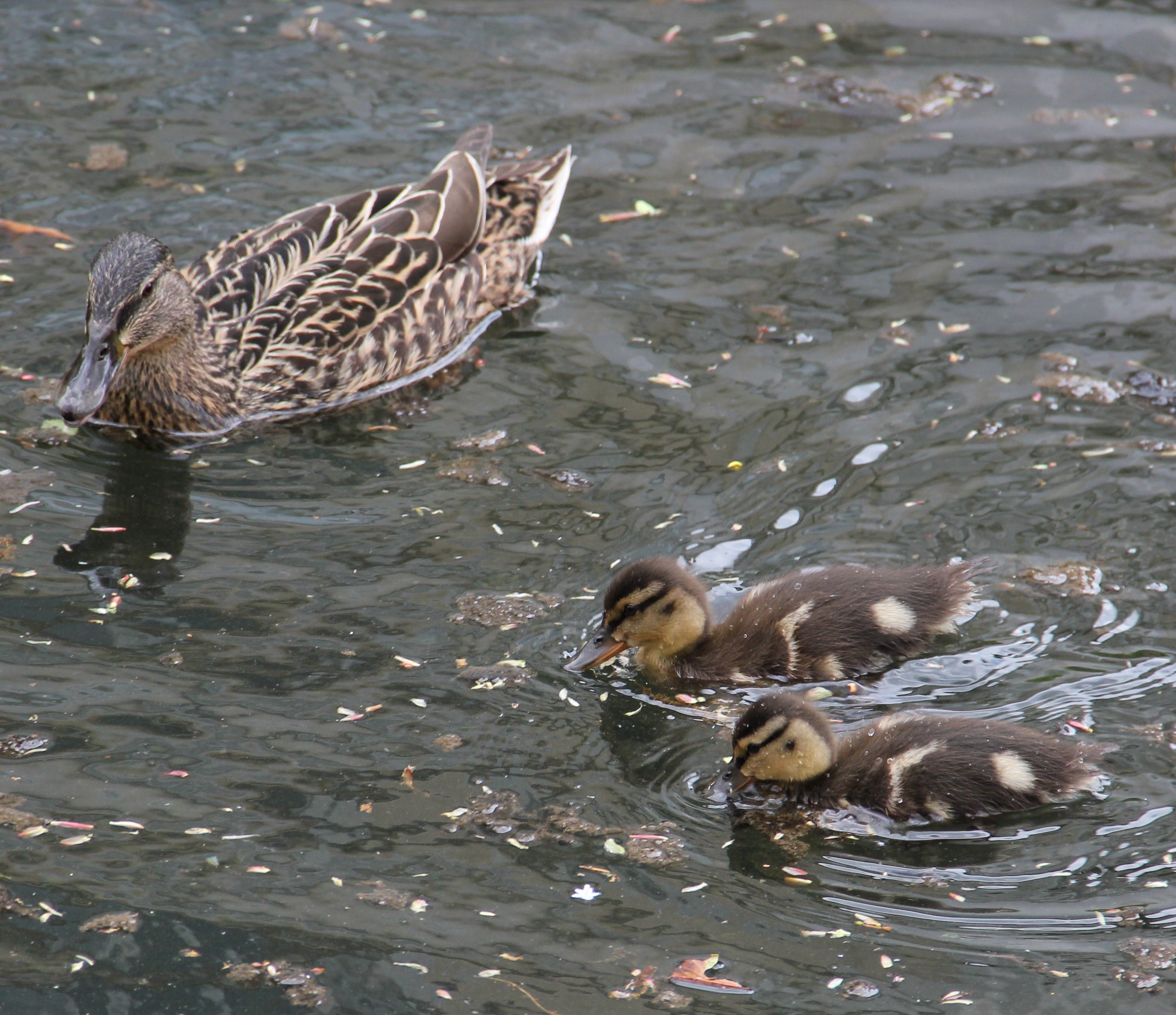 young animals, solicitous, 2K, animal, swimming, animal children, nature, park, animal themes, water, bird, animals, vertebrate, swim, small, animals in the wild, HD Wallpaper