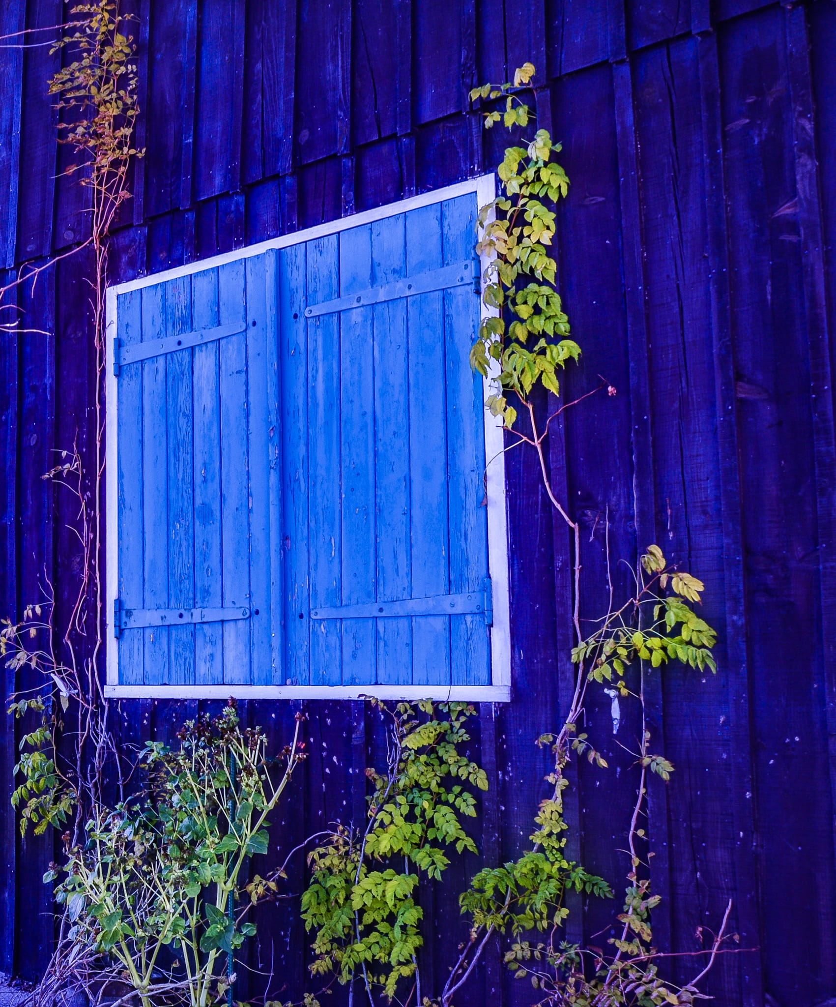 building exterior, leaf, calliframe, cabane, window, freshness, flowering plant, creeper plant, architecture, fragility, flower, nature, plant part, outdoors, Phone HD Wallpaper