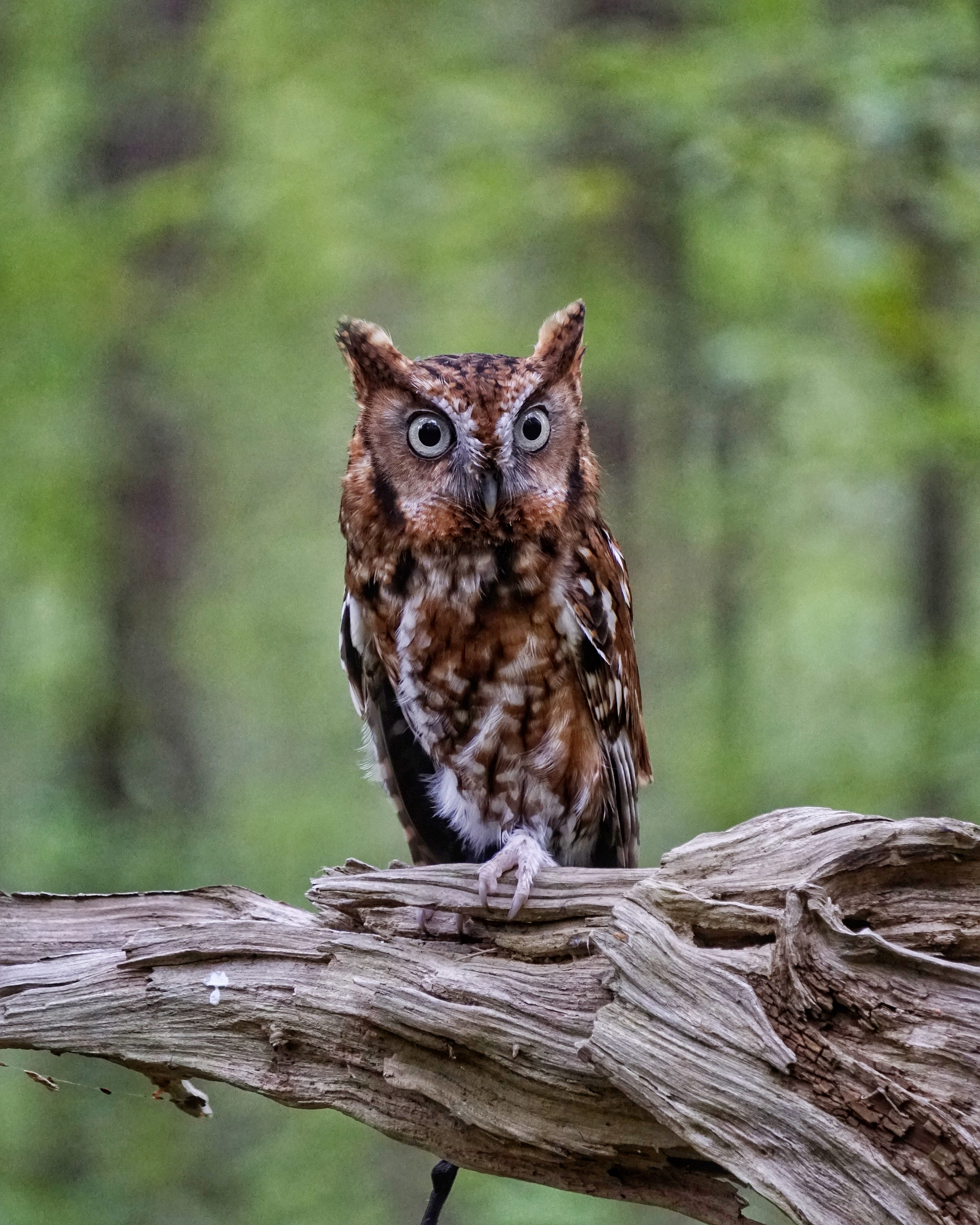 archaeology, animal, cat, owl, vertebrate, wood - material, animal wildlife, tree, perching, nature, eastern screech owl, pet, focus on foreground, looking at camera, Phone HD Wallpaper