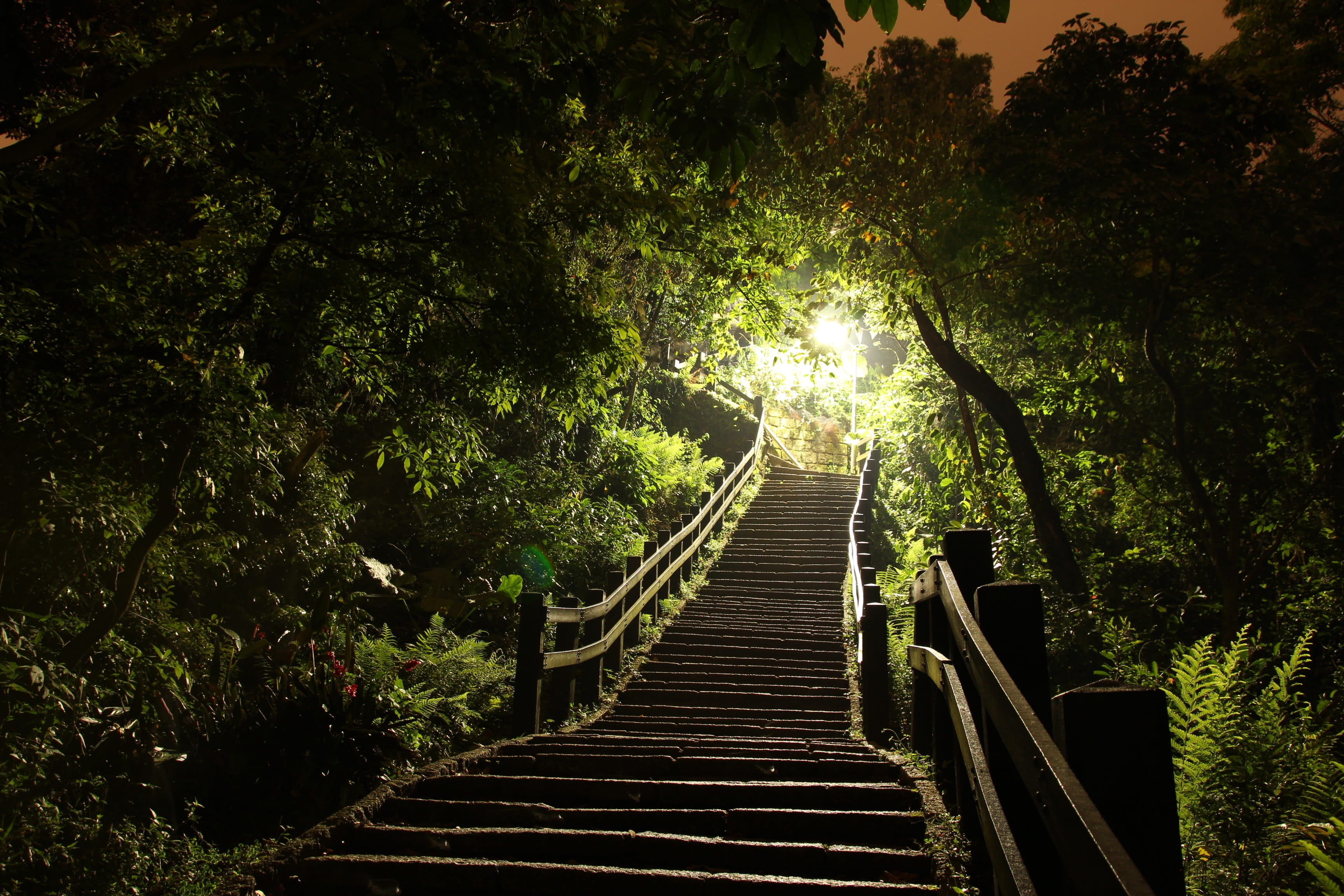 the way forward, woodland, direction, connection, plant, black, scenics, upstair, ladder, outdoors, railing, tropical Rainforest, wood - Material, footbridge, HD Wallpaper