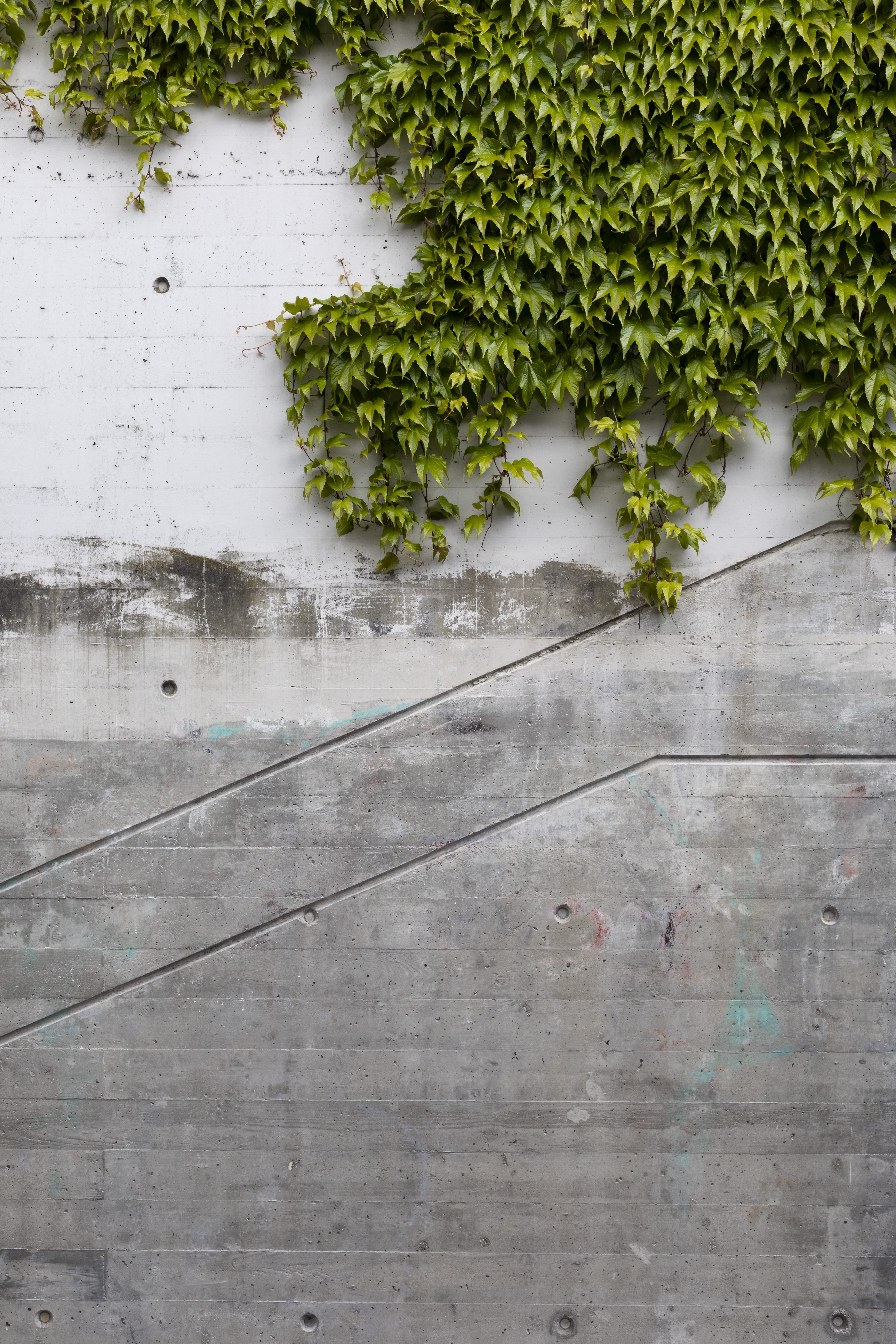 beauty in nature, nature, plant part, blazer, architecture, wall, ivy, building exterior, vehicle, close-up, vine, built structure, coat, wall - building feature, Phone HD Wallpaper