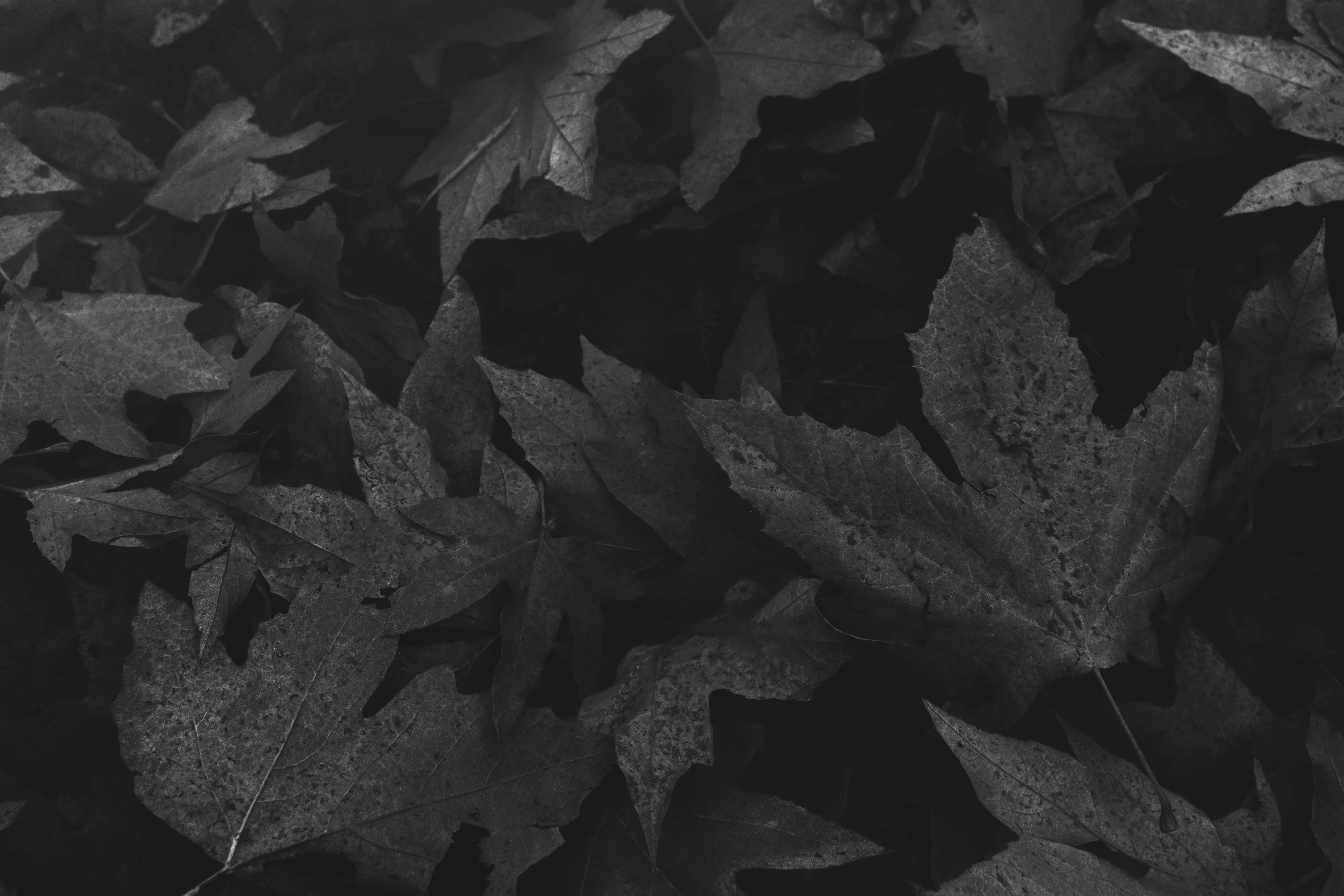 building, black and white, day, geranium, water, petal, dry, leaf, 8K, flower, banister, tranquility, monastery, high angle view, leaves, maple, textured, HD Wallpaper