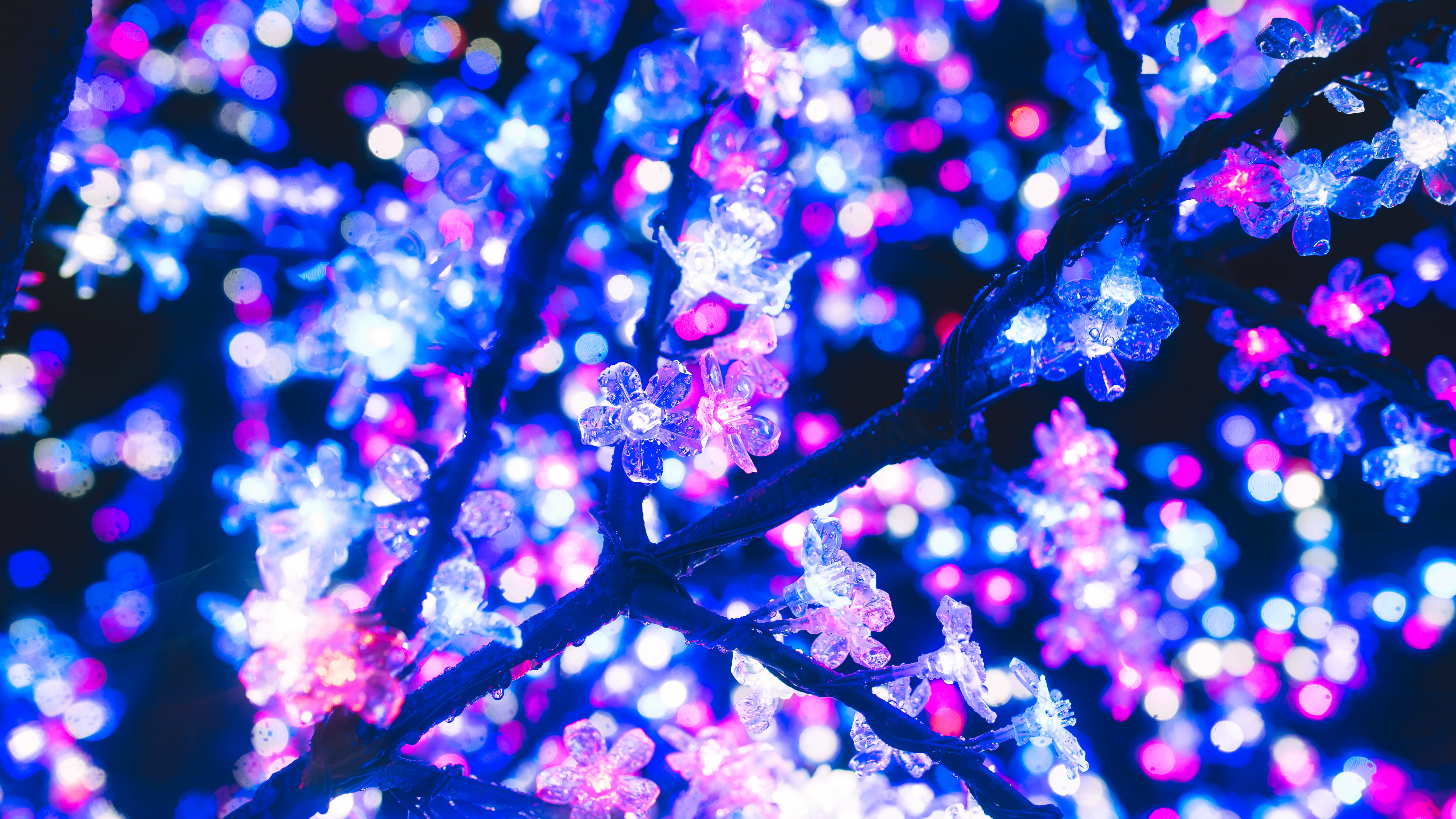 5K, vancouver, canada, light - natural phenomenon, branch, focus on foreground, plant, illuminated, holiday, aesthetic, lighting equipment, close-up, no people, HD Wallpaper