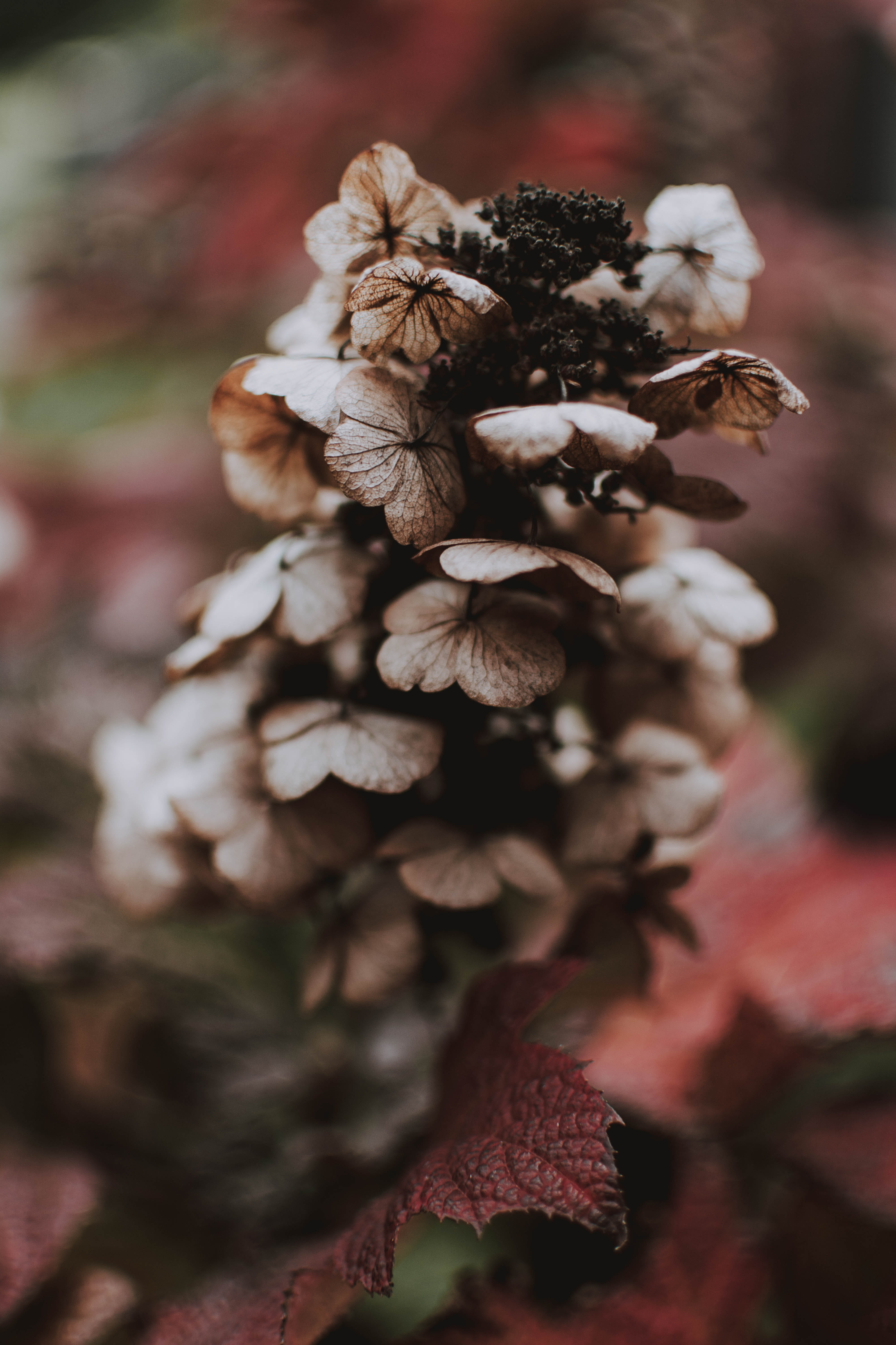 mushroom, austria, potted plant, geranium, food, beauty in nature, cotton, no people, animal, pottery, bonsai, vulnerability, invertebrate, 5K, growth, Phone HD Wallpaper