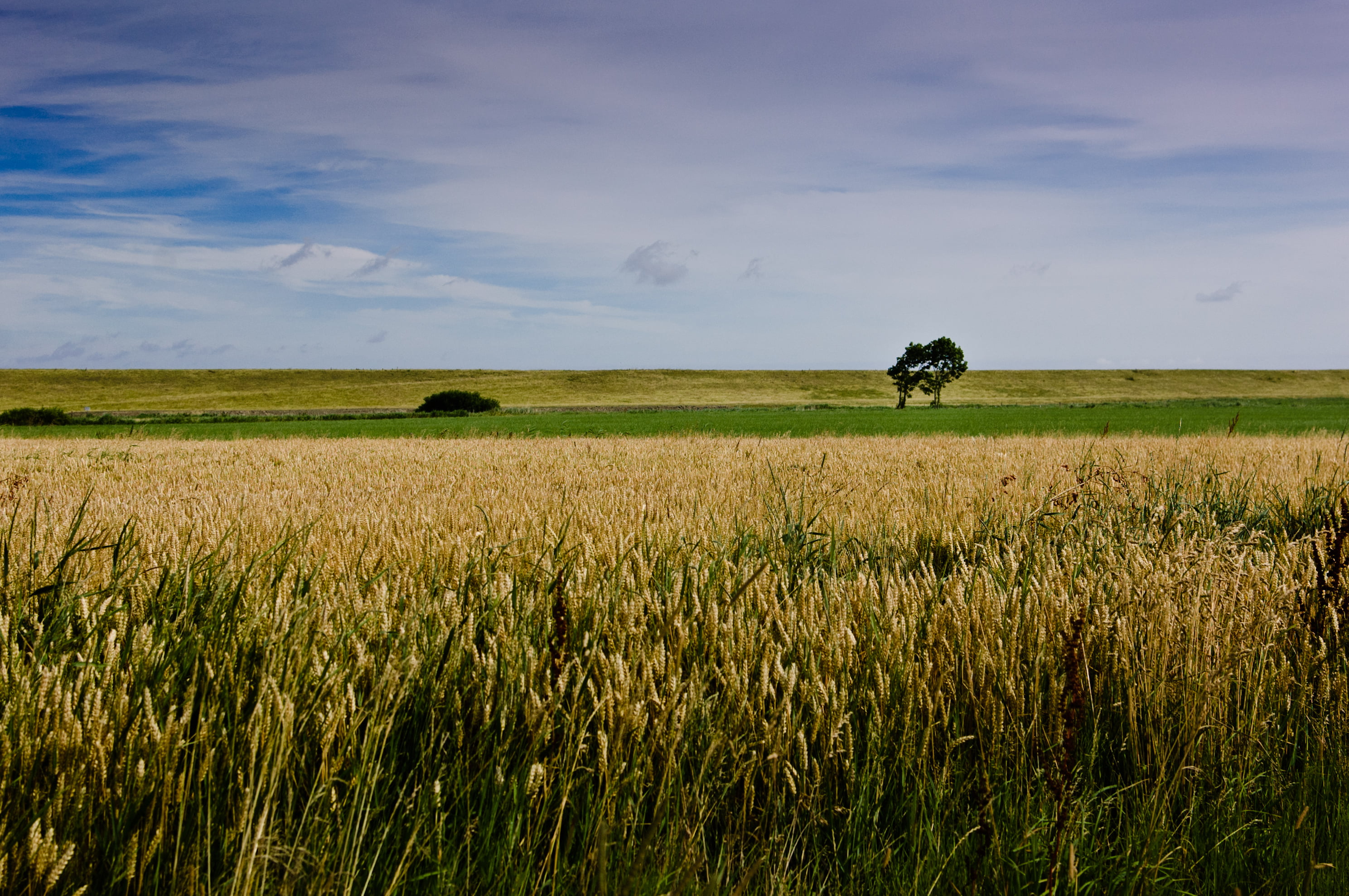 white clouds, distance, wheat field, bare, meadow, sky, wheat, rural Scene, agriculture, Flat, field, Landscape, clouds, summer, cereal, outdoors, blue, HD Wallpaper