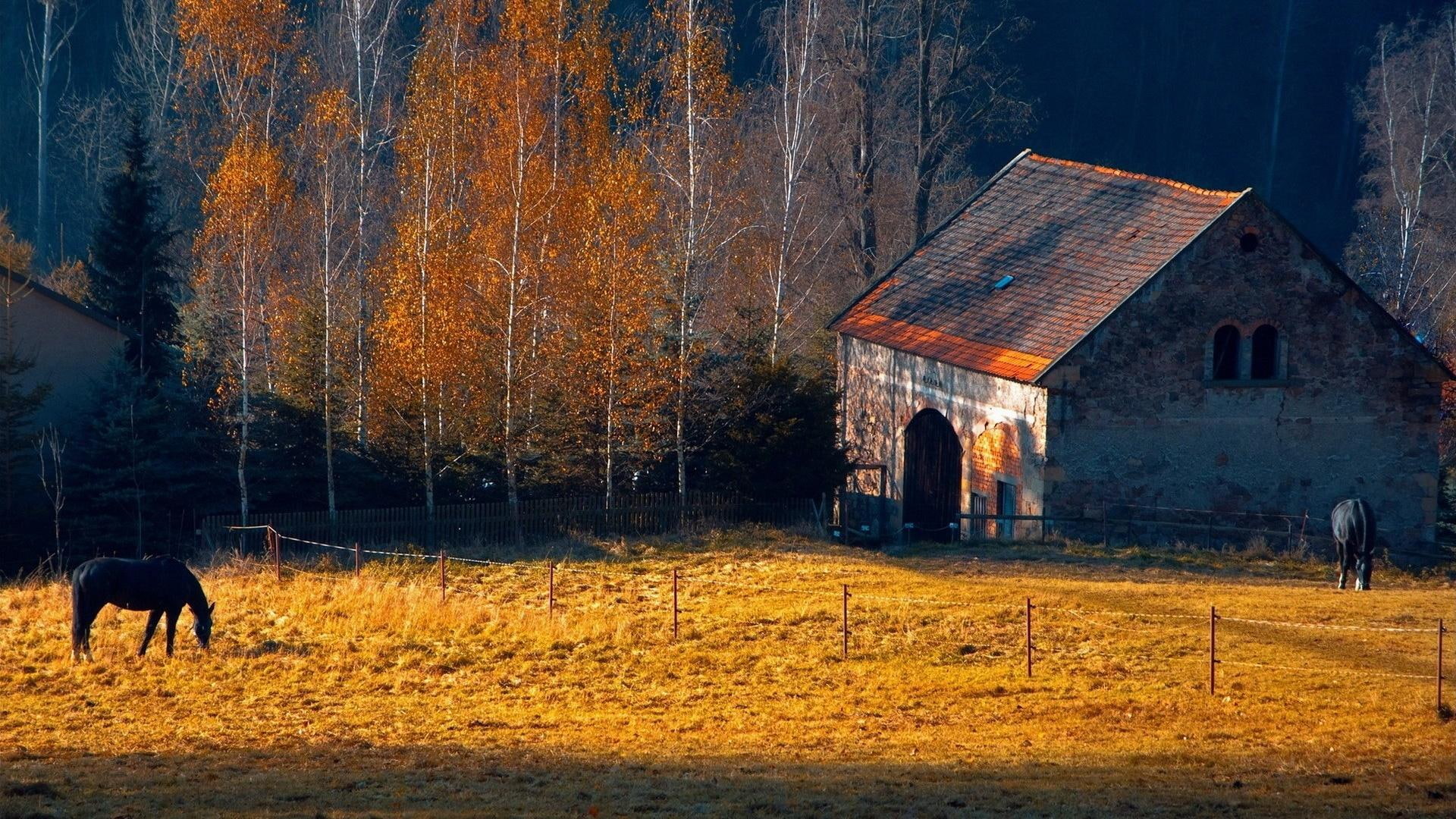 sunlight, autumn, nature and landscapes, farm, horses, trees, 1080P, horse, HD Wallpaper
