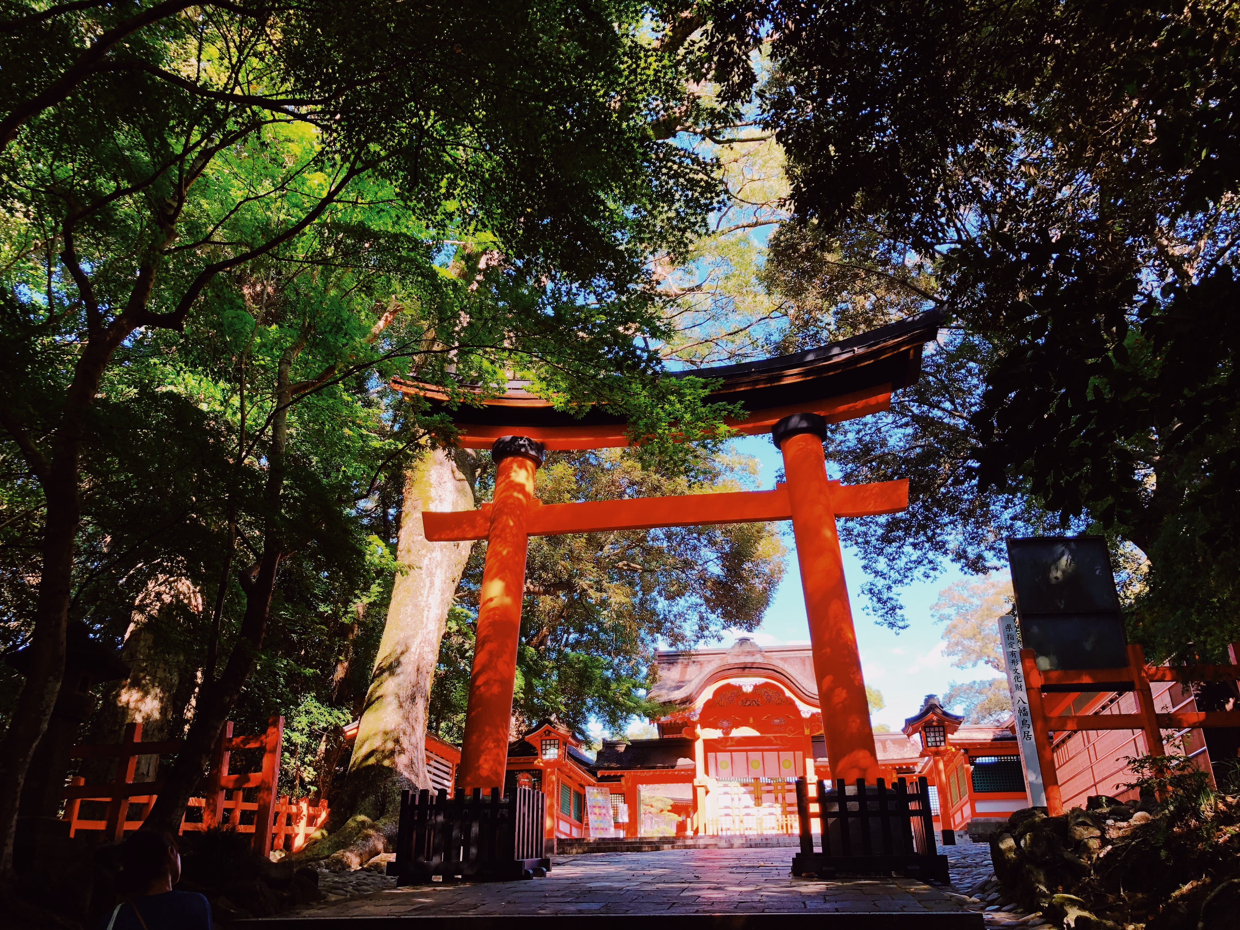 building exterior, japan, forest, shrine, plant, religion, architecture, architectural column, spirituality, built structure, nature, tree, 5 minamiusa, HD Wallpaper