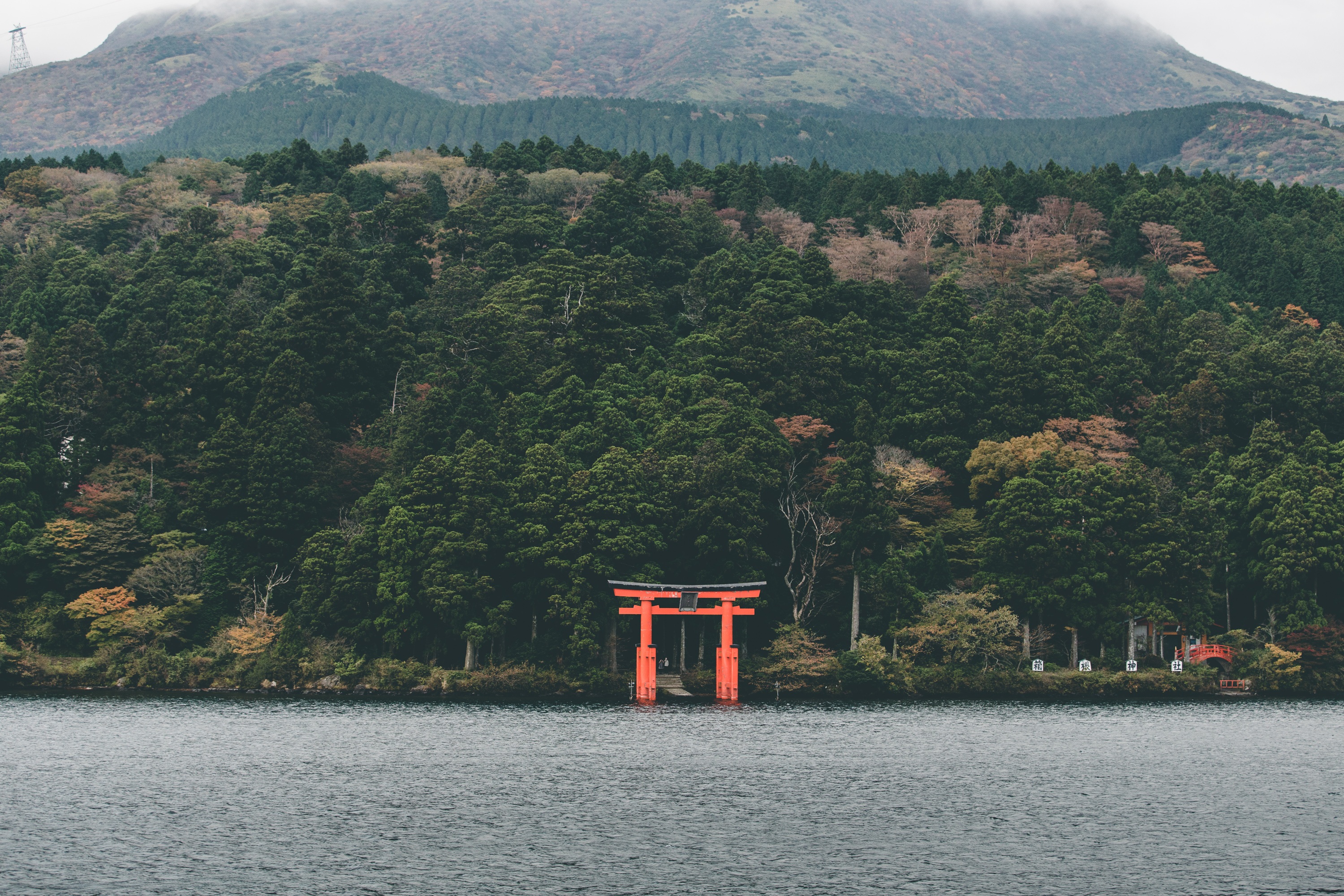 growth, kyoto, travel, heritage, buddhist, non-urban scene, japanese, green color, buddhism, japan, tree, pagoda, asia, beside, torii, idyllic, forest, HD Wallpaper