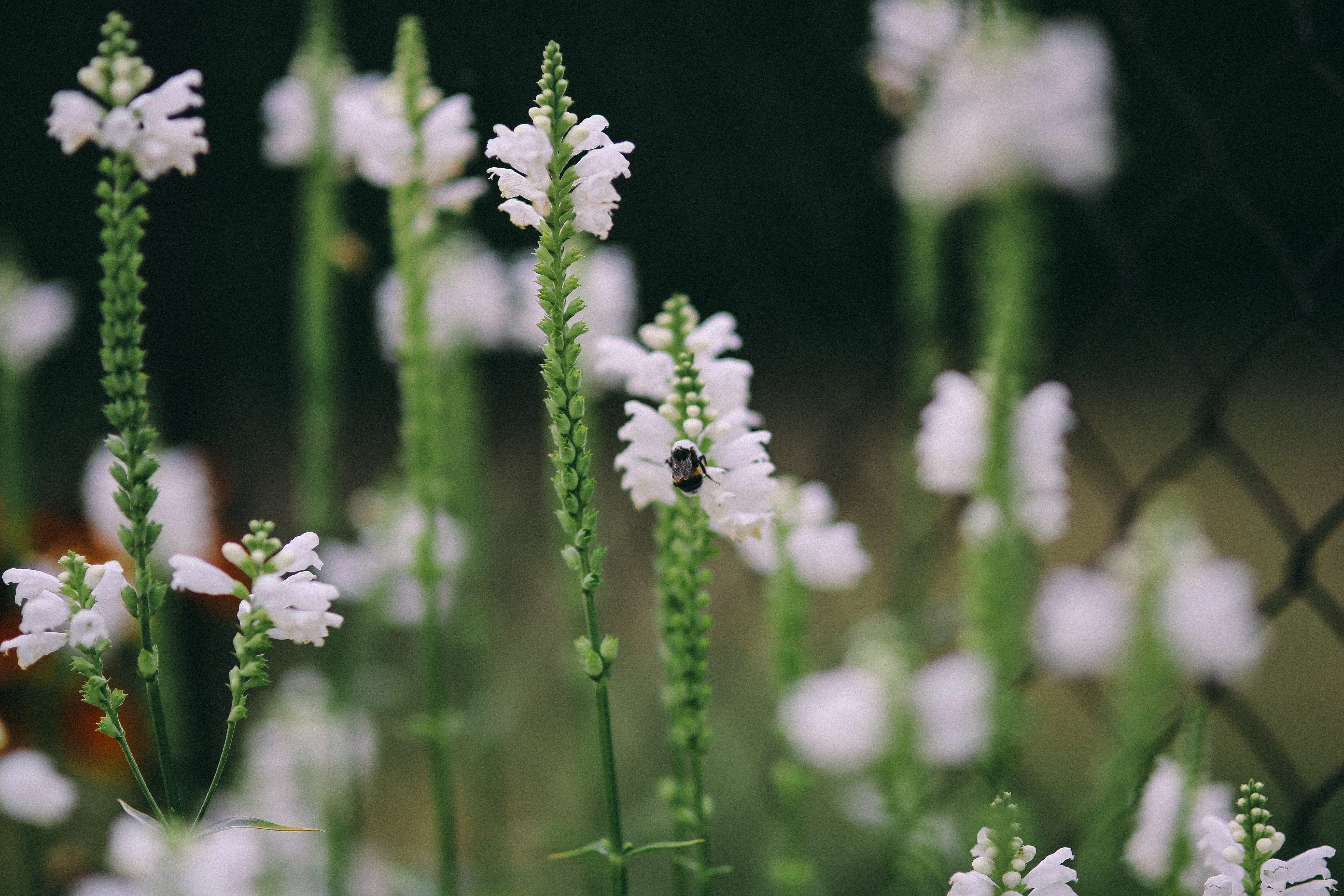 grass, fragility, colorfull, summer, nature, meadow, focus on foreground, day, flower, Flowers, garden, selective focus, freshness, blooming, petal, vulnerability, HD Wallpaper