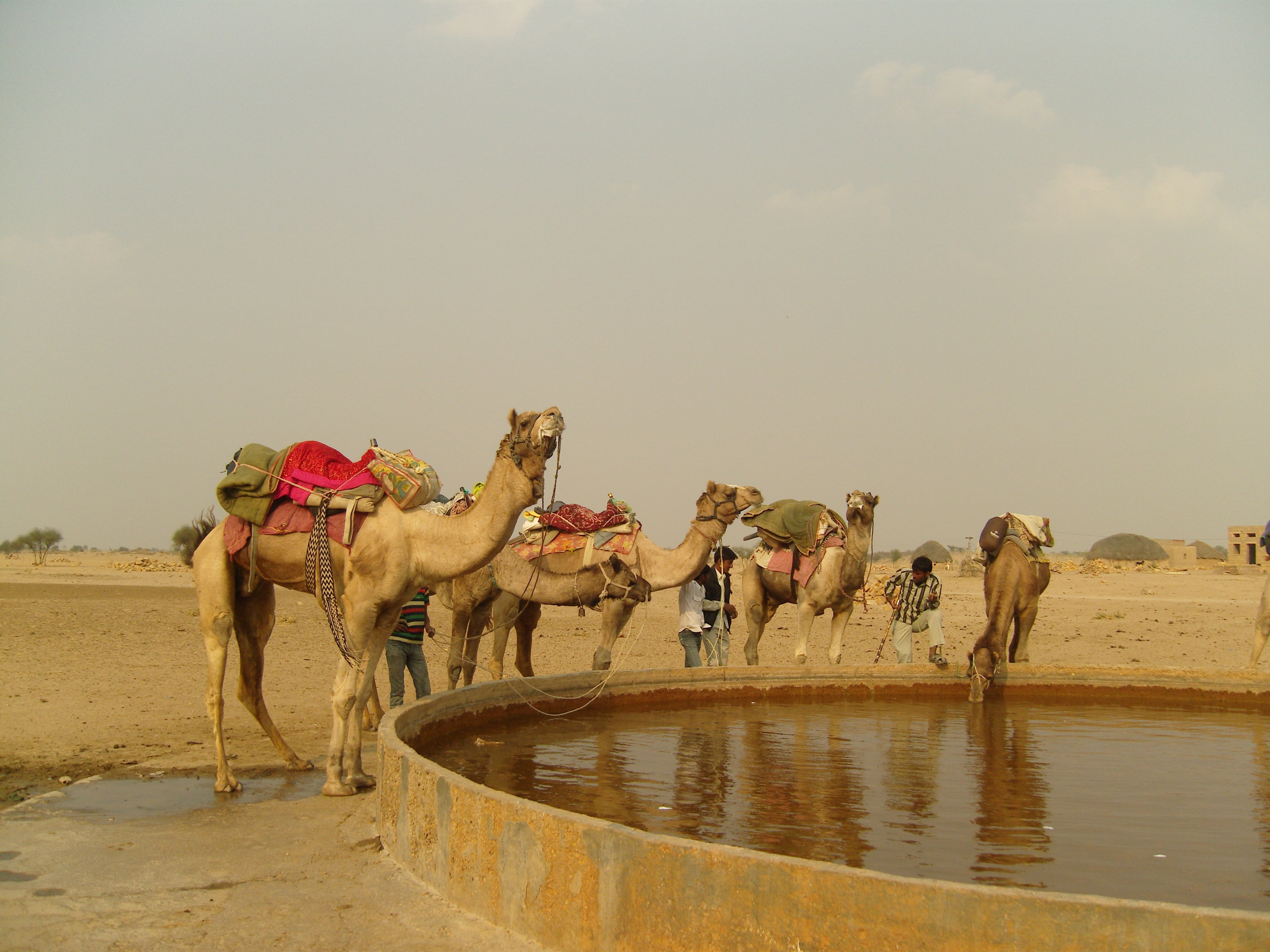 land, desert, mammal, domestic animals, india, motion, 4K, camel, working animal, nature, animal themes, outdoors, kuri, day, livestock, sand, domestic, HD Wallpaper