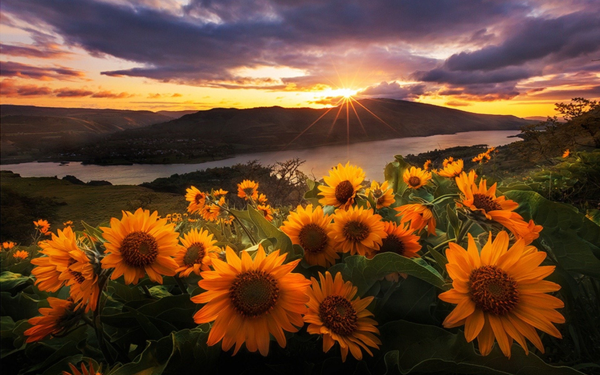 Sunflower, Mountain, Landscape, Yellow Flower, Lake, Flower, Sunset, Earth, 1080P, Sunrise, HD Wallpaper