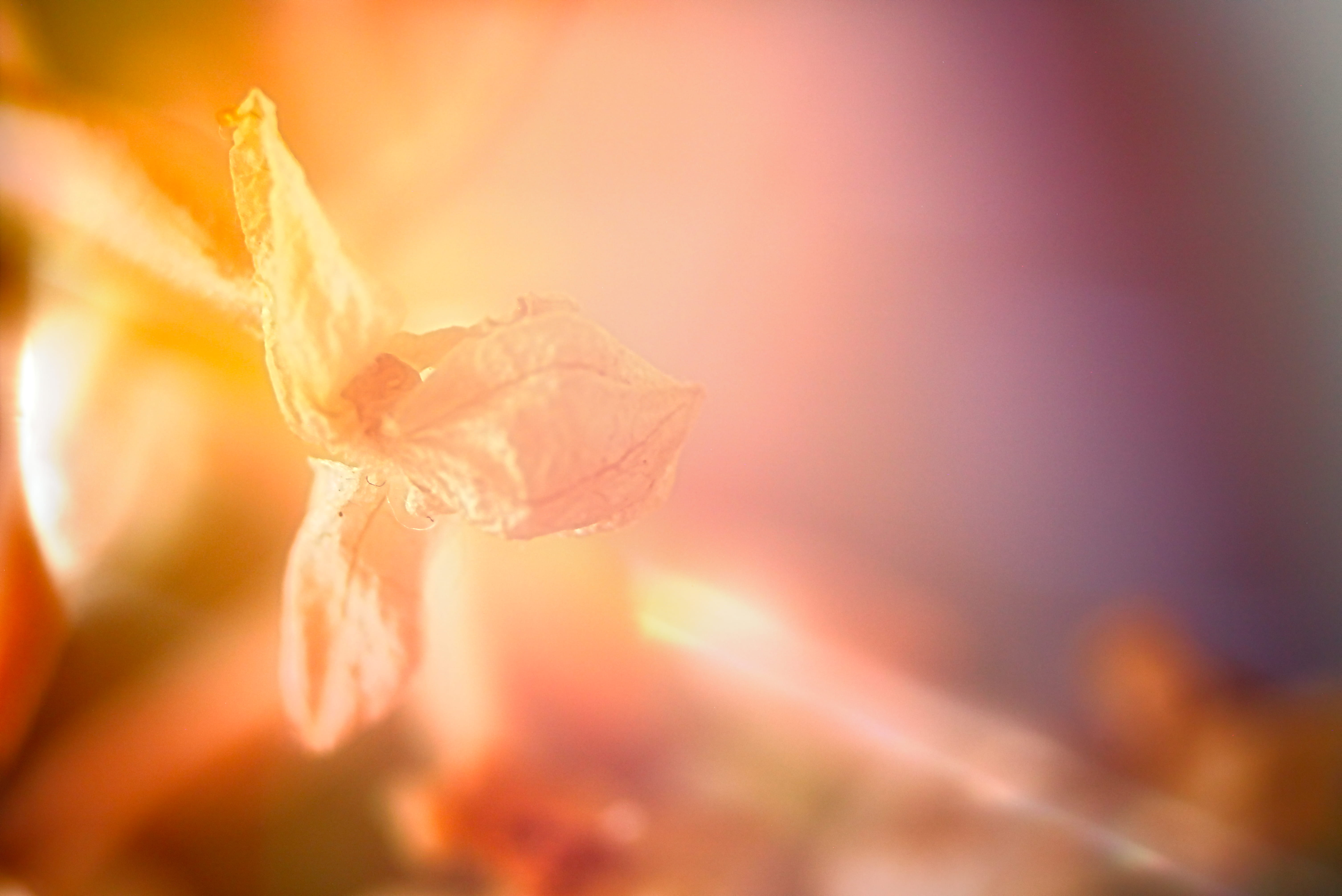 forge, beer bottle, close-up, backgrounds, fire, yellow, light, selective focus, alcohol, orange color, food, autumn, before end of life, flower, bonfire, HD Wallpaper