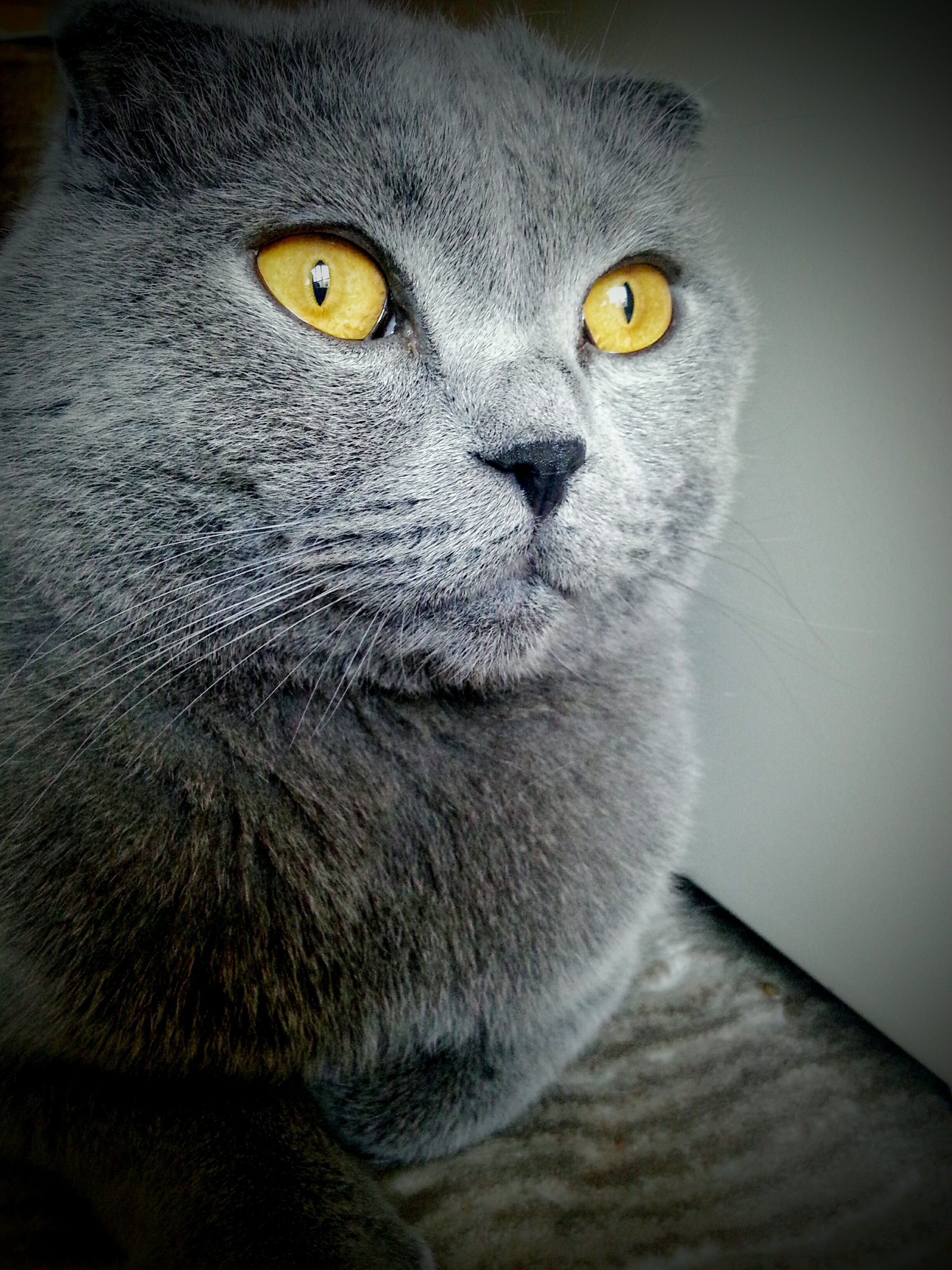 one animal, looking at camera, swore, whisker, feline, close-up, animal, animal body part, vignette, domestic, 2K, pets, no people, mammal, vertebrate, Phone HD Wallpaper