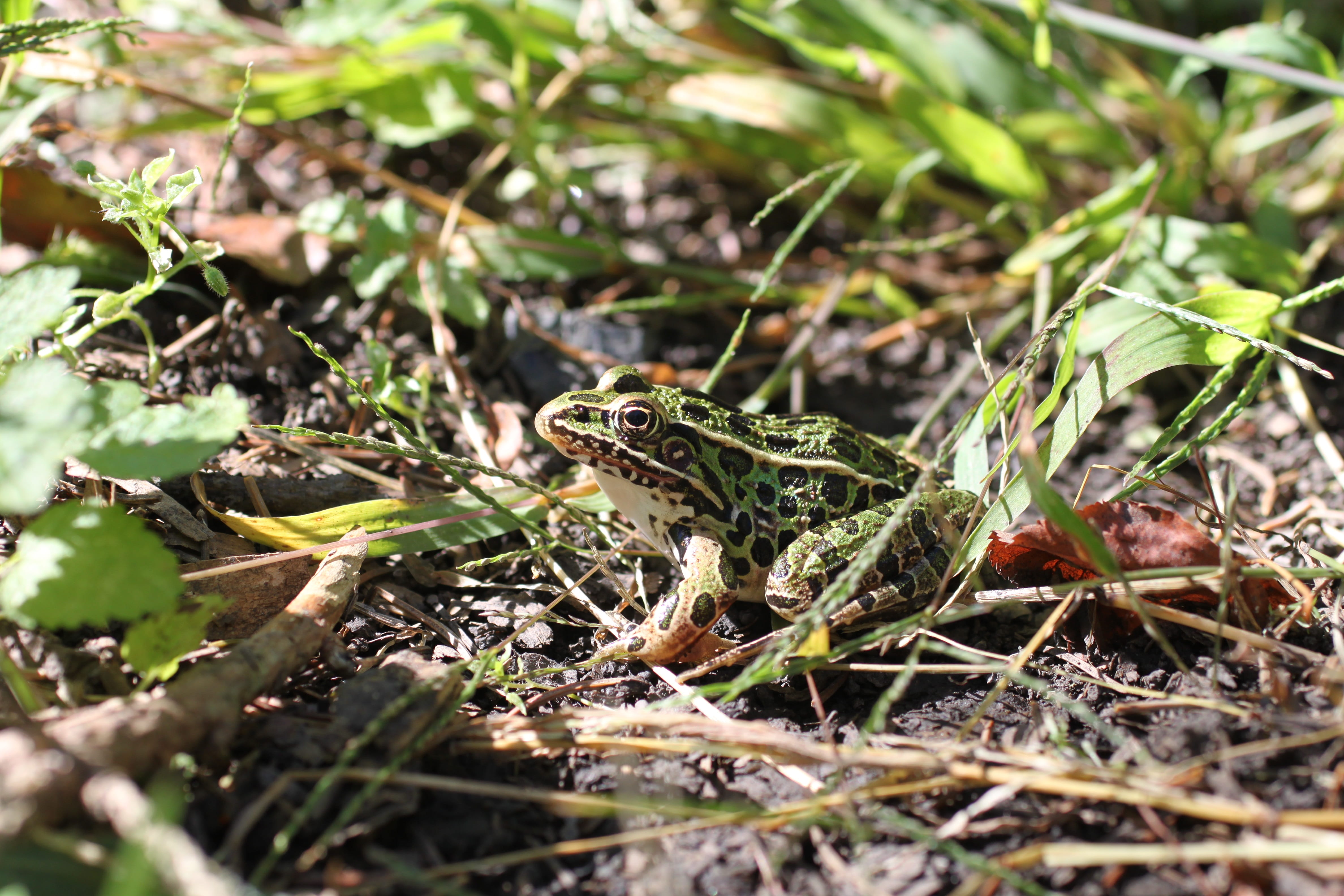 close-up, head, plant, 4K, reptile, Nature, natural, day, no people, vertebrate, sitting, plant part, foliage, color, one animal, camouflage, wild, animals in the wild, HD Wallpaper