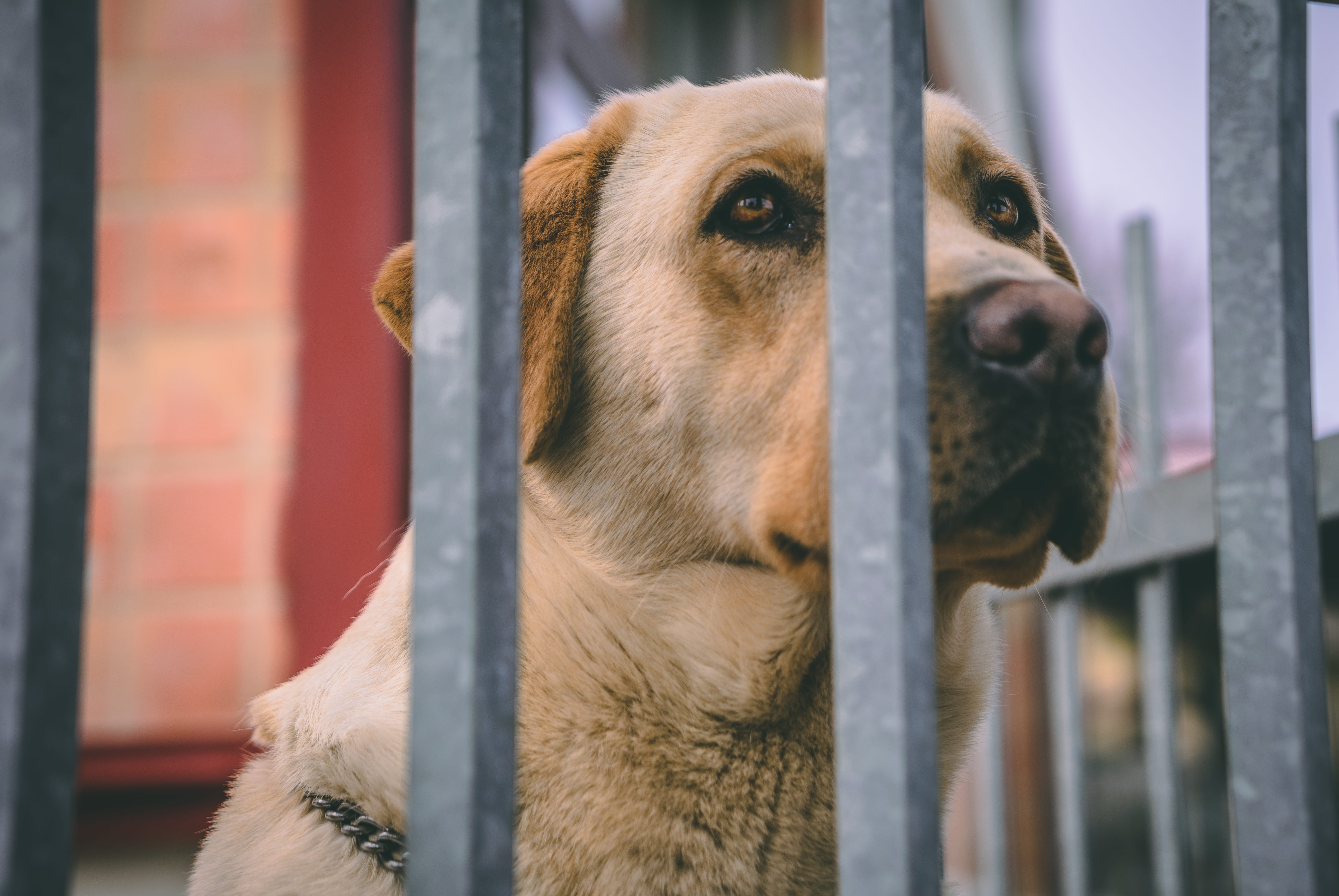 architecture, animal themes, 5K, cute, doggy, domestic, animal, close-up, one animal, animal head, bars, portrait, pets, vertebrate, day, adorable, HD Wallpaper