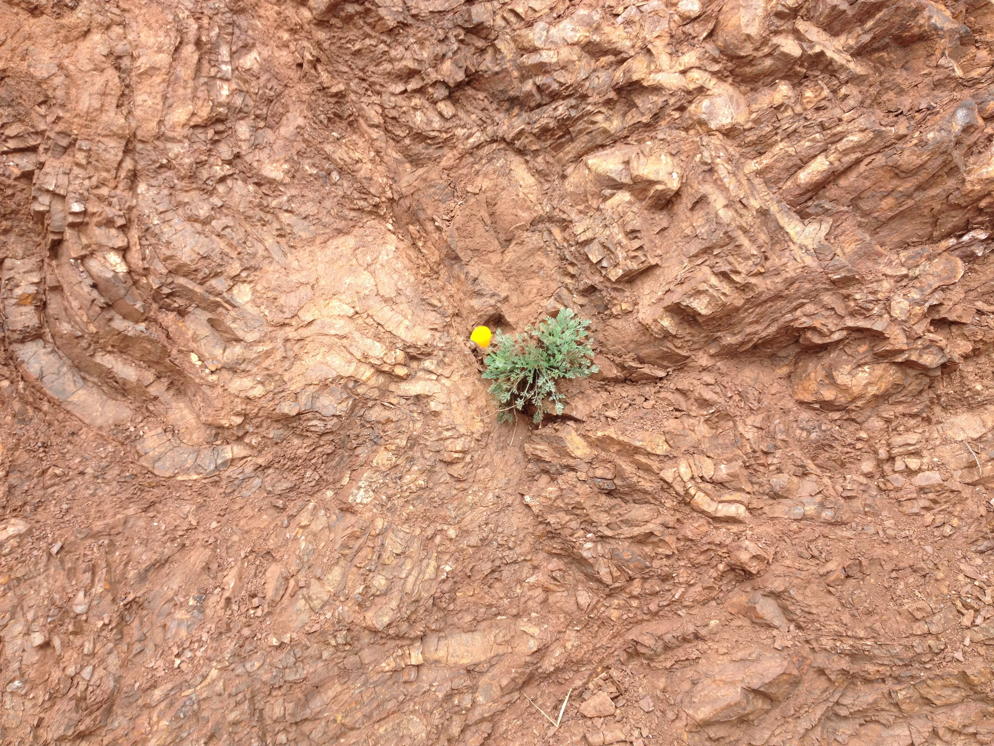 2K, arid climate, rock formation, growth, brown, flower, rock, united states, chirt, trunk, day, close-up, stone, high angle view, tree trunk, textured, HD Wallpaper