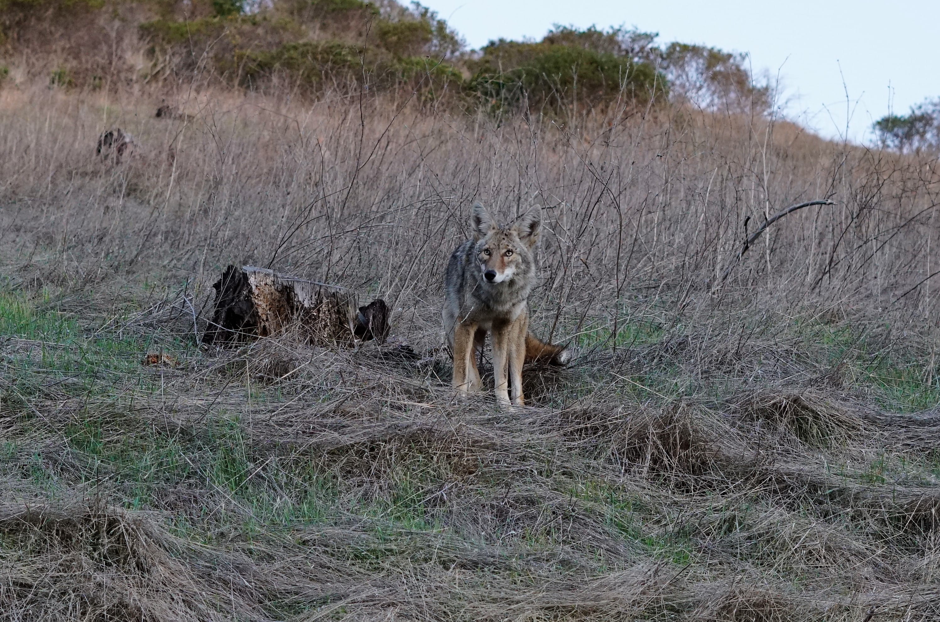 one animal, plant, animal wildlife, land, 2K, marin headlands, canine, animals in the wild, united states, day, vertebrate, field, outdoors, no people, HD Wallpaper