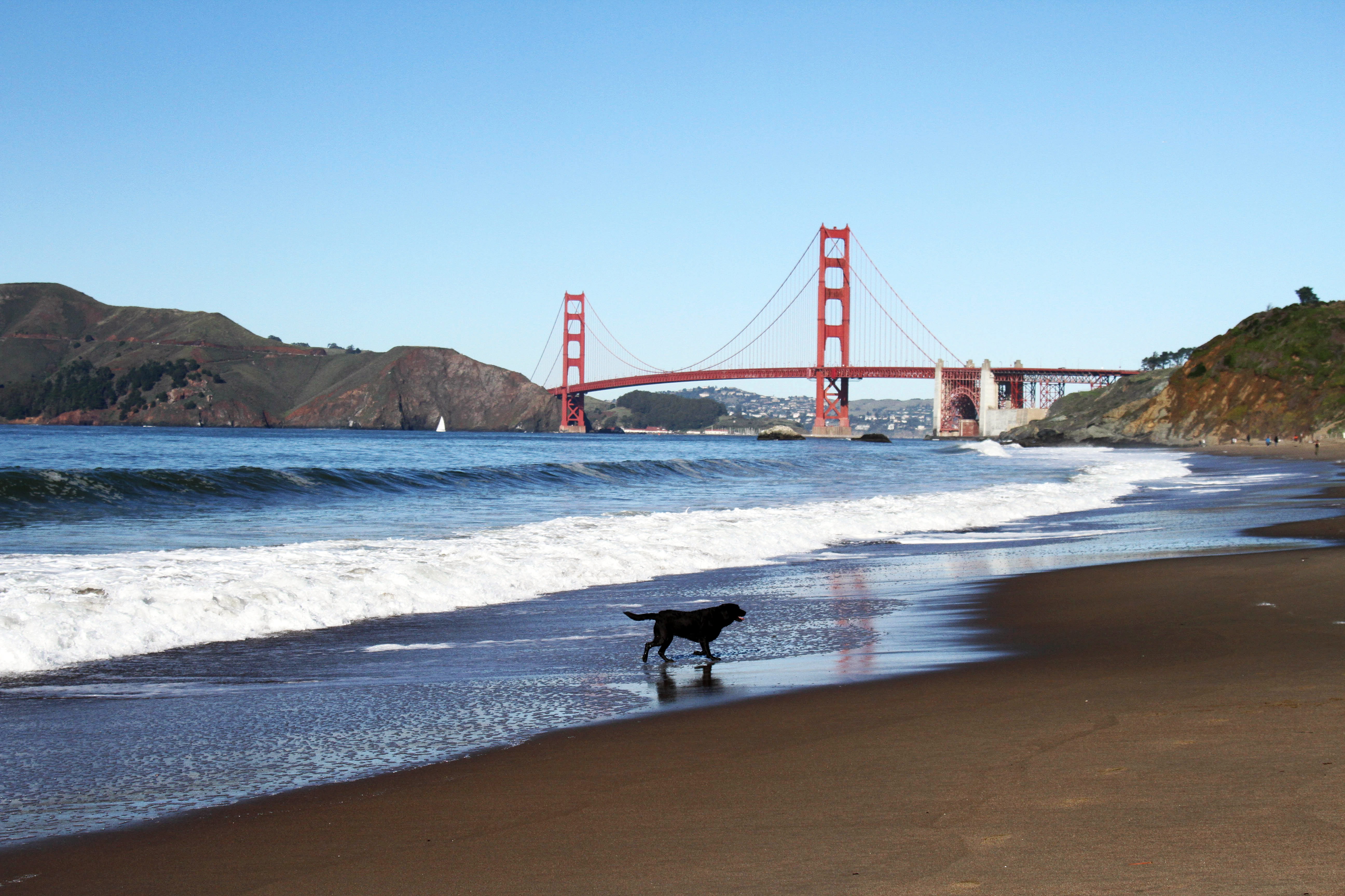 weather, bridge - man made structure, bridge, puppy, domestic animals, sea, built structure, outdoors, united states, golden gate, coastline, travel destinations, HD Wallpaper