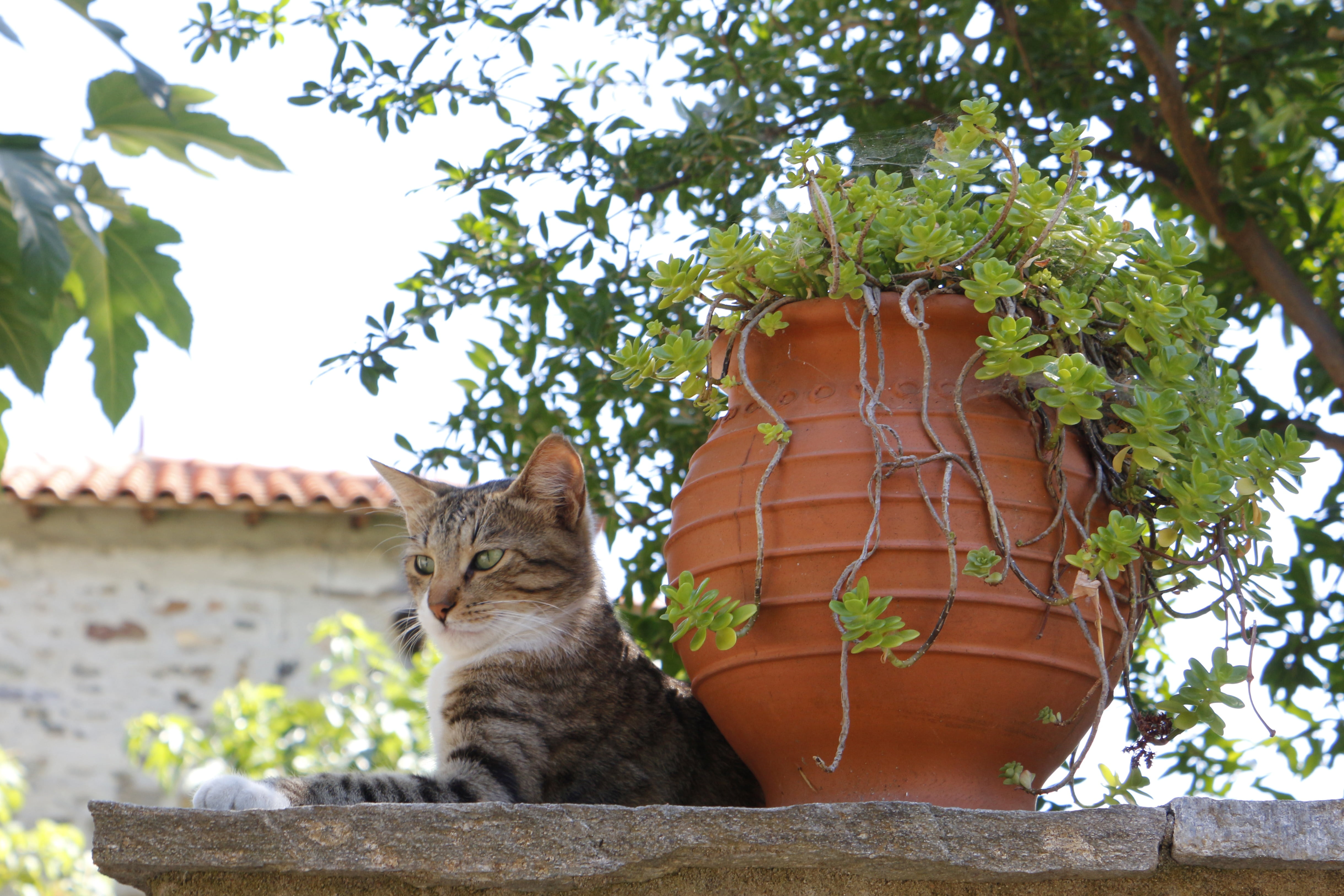 summer, sunny, sithonia, greece, vacation, partenonas, tabby, domestic Cat, whisker, rental, island, greek, mammal, review, day, sea, one animal, tree, HD Wallpaper