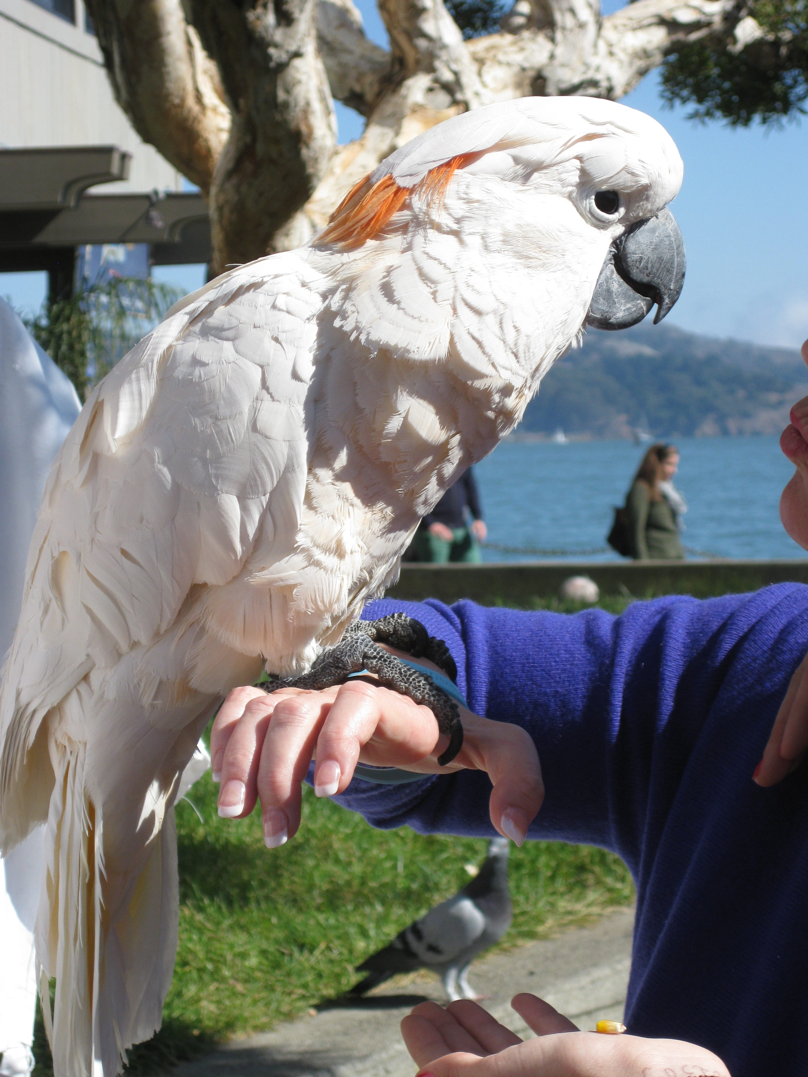 animals in the wild, human body part, parrot, focus on foreground, animal wildlife, hand, one person, lifestyles, holding, real people, day, perching, human hand, Phone HD Wallpaper