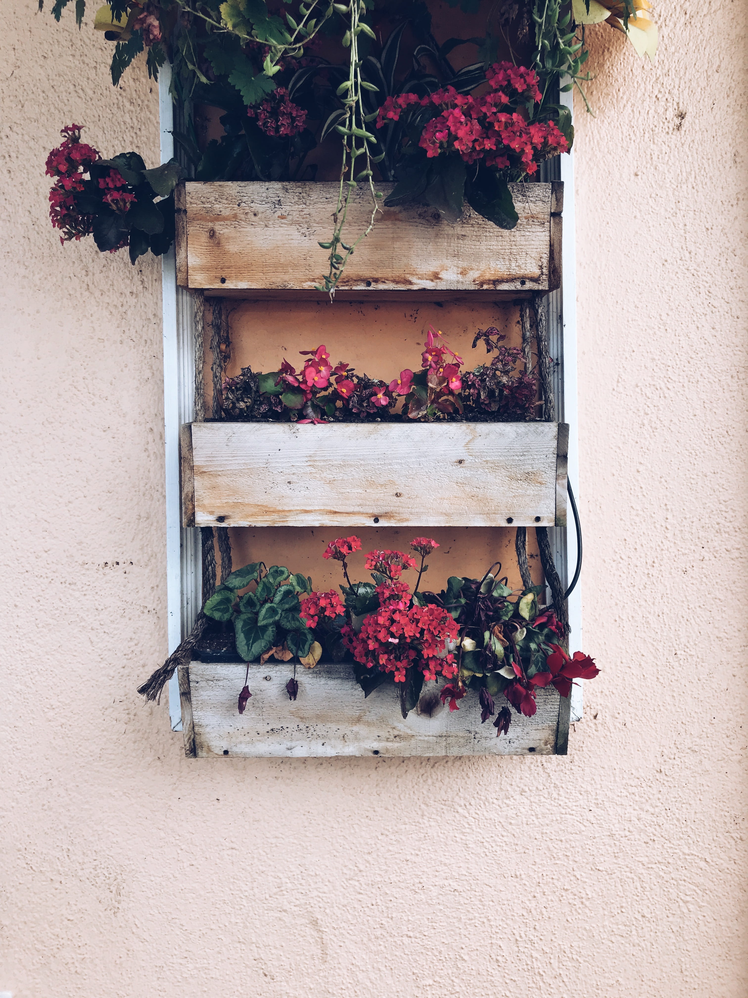 colours, growth, wall - building feature, window box, flower, freshness, nature, vulnerability, outdoors, 4K, flower pot, beauty in nature, plant, day, Phone HD Wallpaper