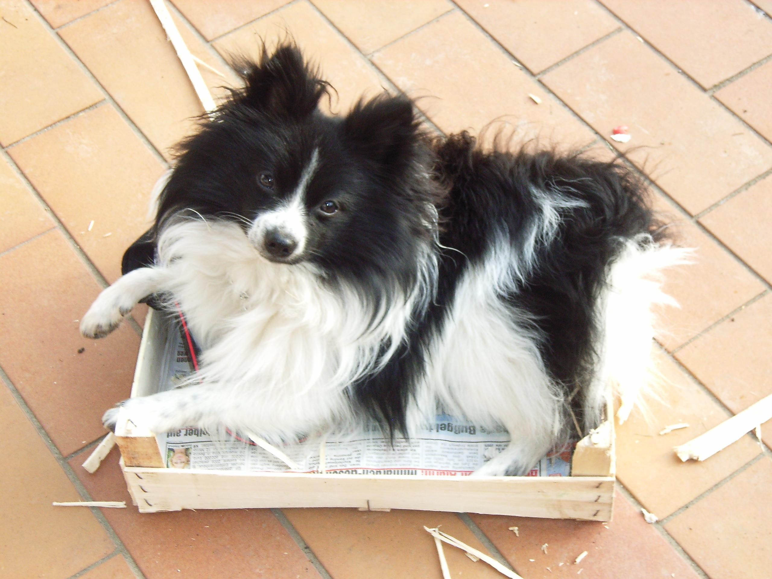 going, spitz, enjoy, animals, relaxed, destroyed, now, 2K, m, HD Wallpaper