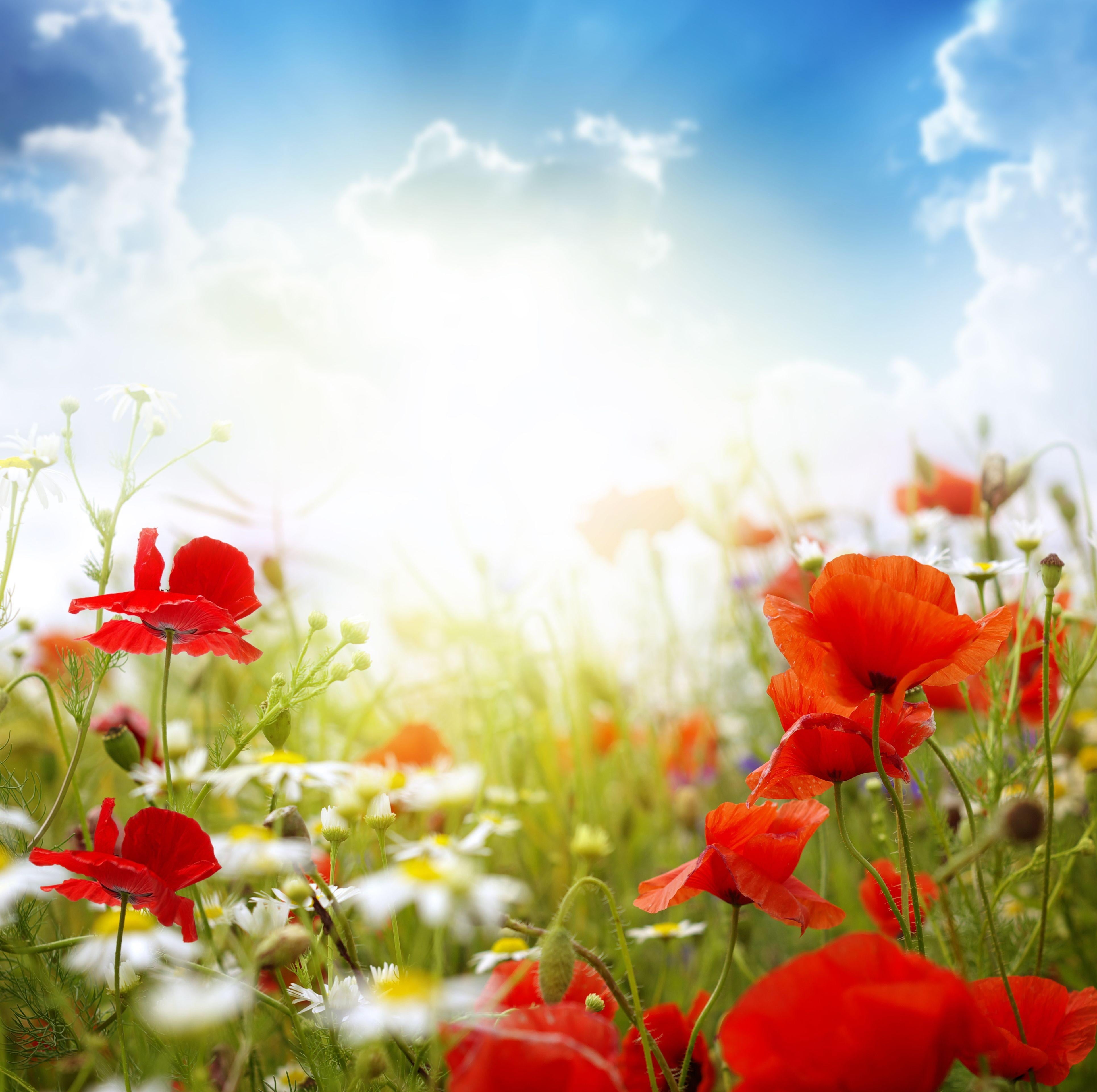 daisies, outdoors, meadow, non-Urban Scene, beauty In Nature, no People, plant, 4K, springtime, flowering plant, blur, clouds, flower Head, nature, landscape, HD Wallpaper