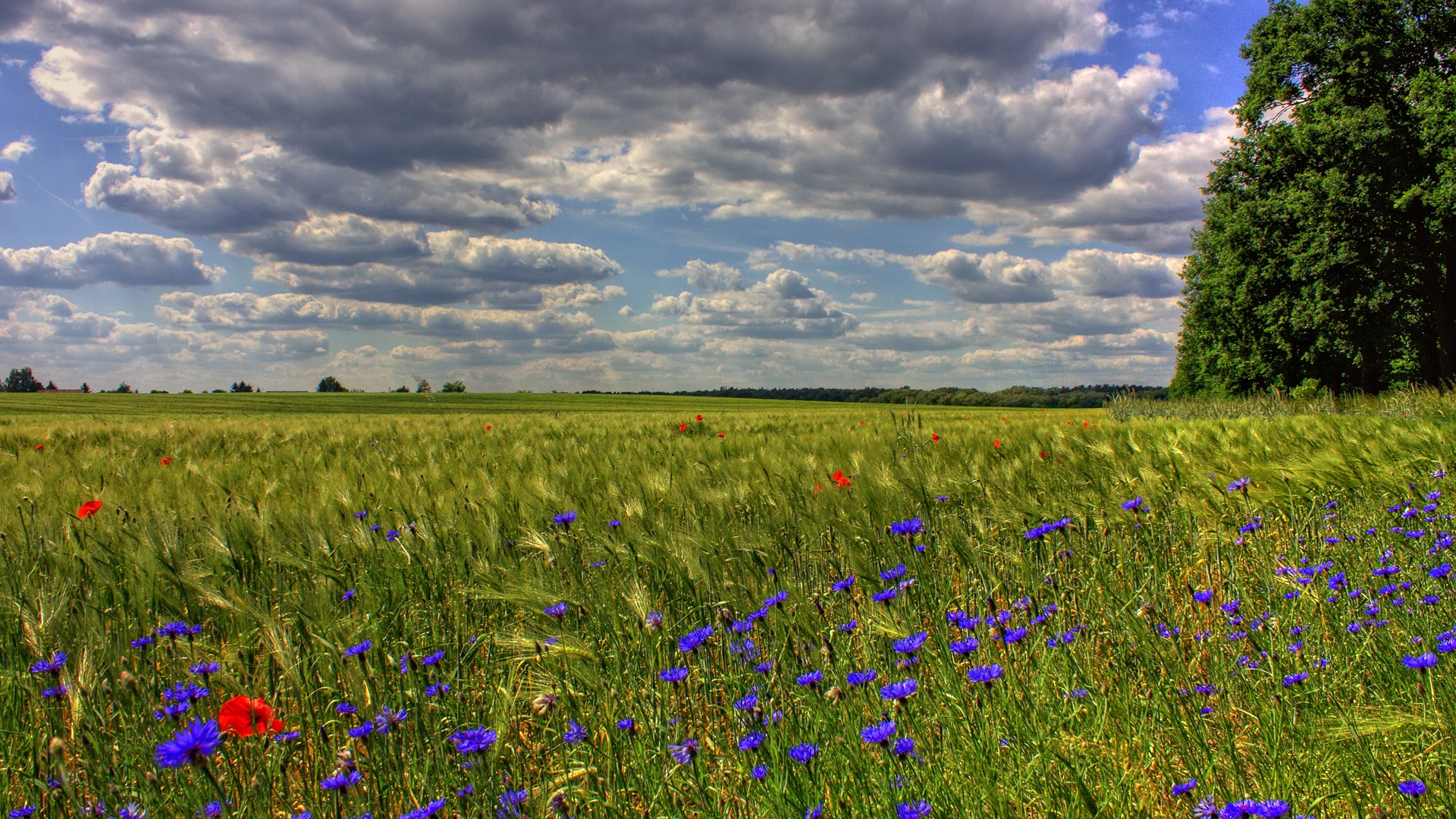 gray, environment, nature, landscape, brandenburg, 1080P, beauty in nature, sky, plant, clouds, flowering plant, rural scene, scenics - nature, no people, HD Wallpaper
