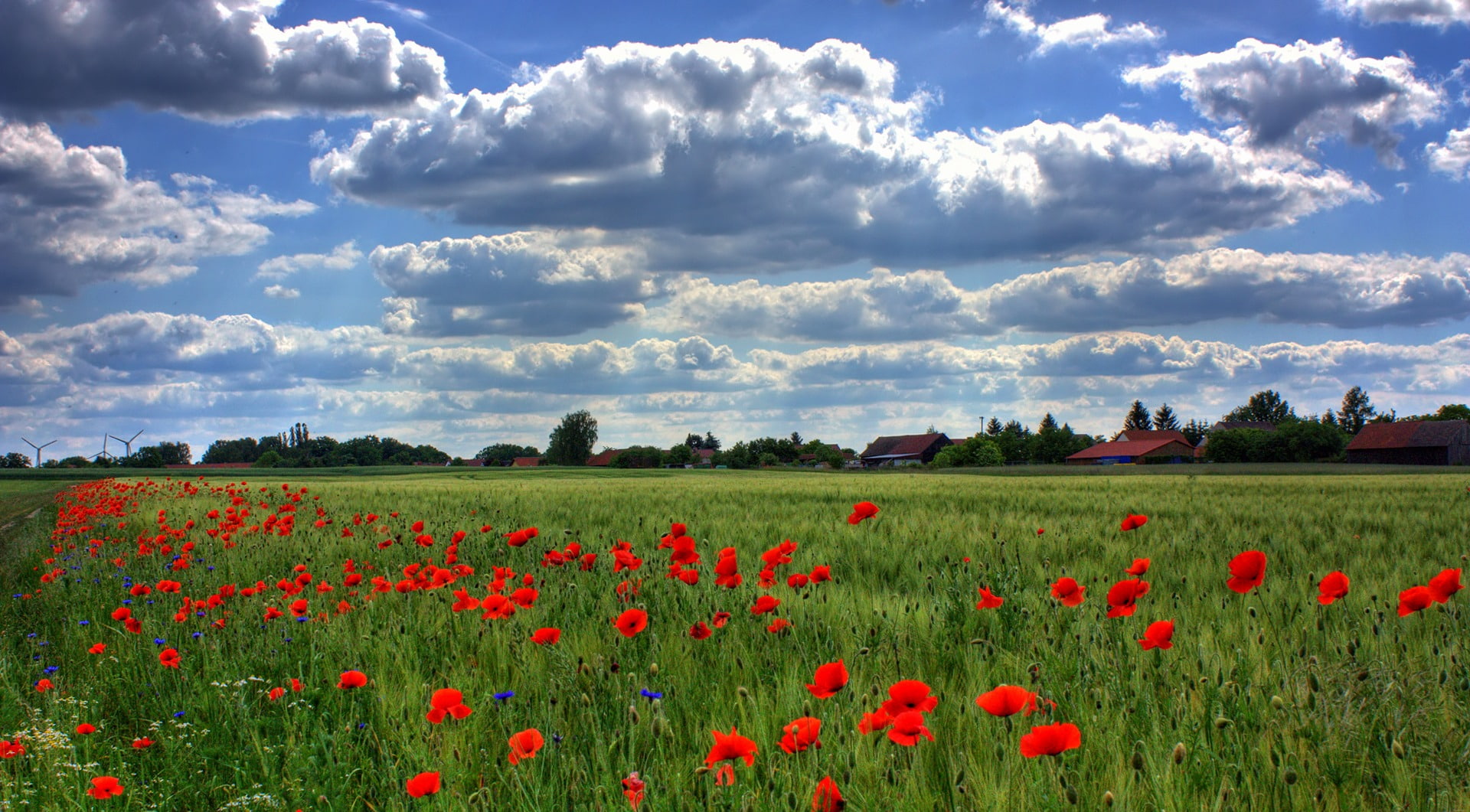 poppies, field, brandenburg, 1080P, HD Wallpaper