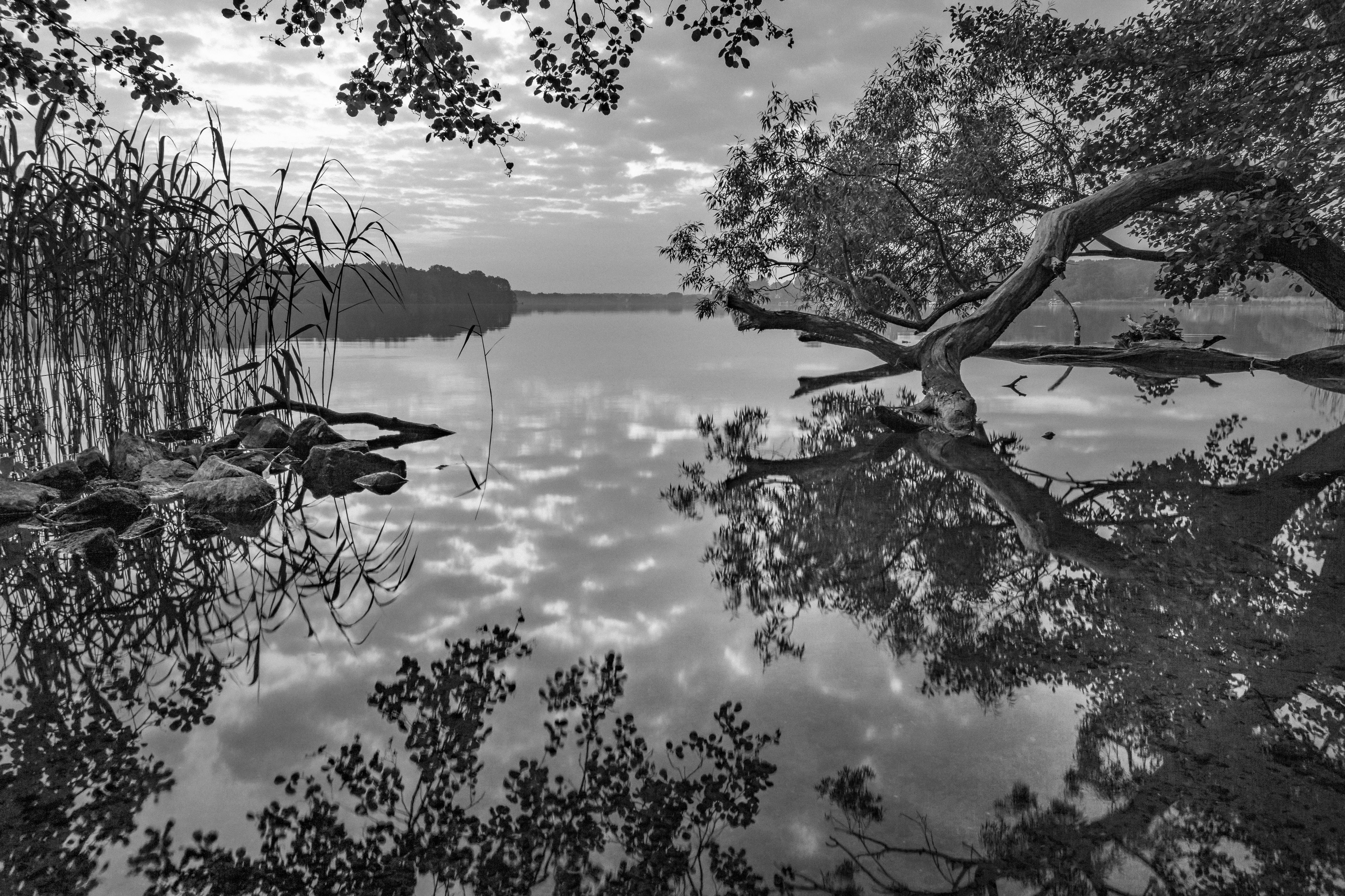 reflection, beauty in nature, tree, nature, sun, growth, brandenburg, rest, relaxation, black and white, branch, pond, mood, havel, germany, photography, HD Wallpaper