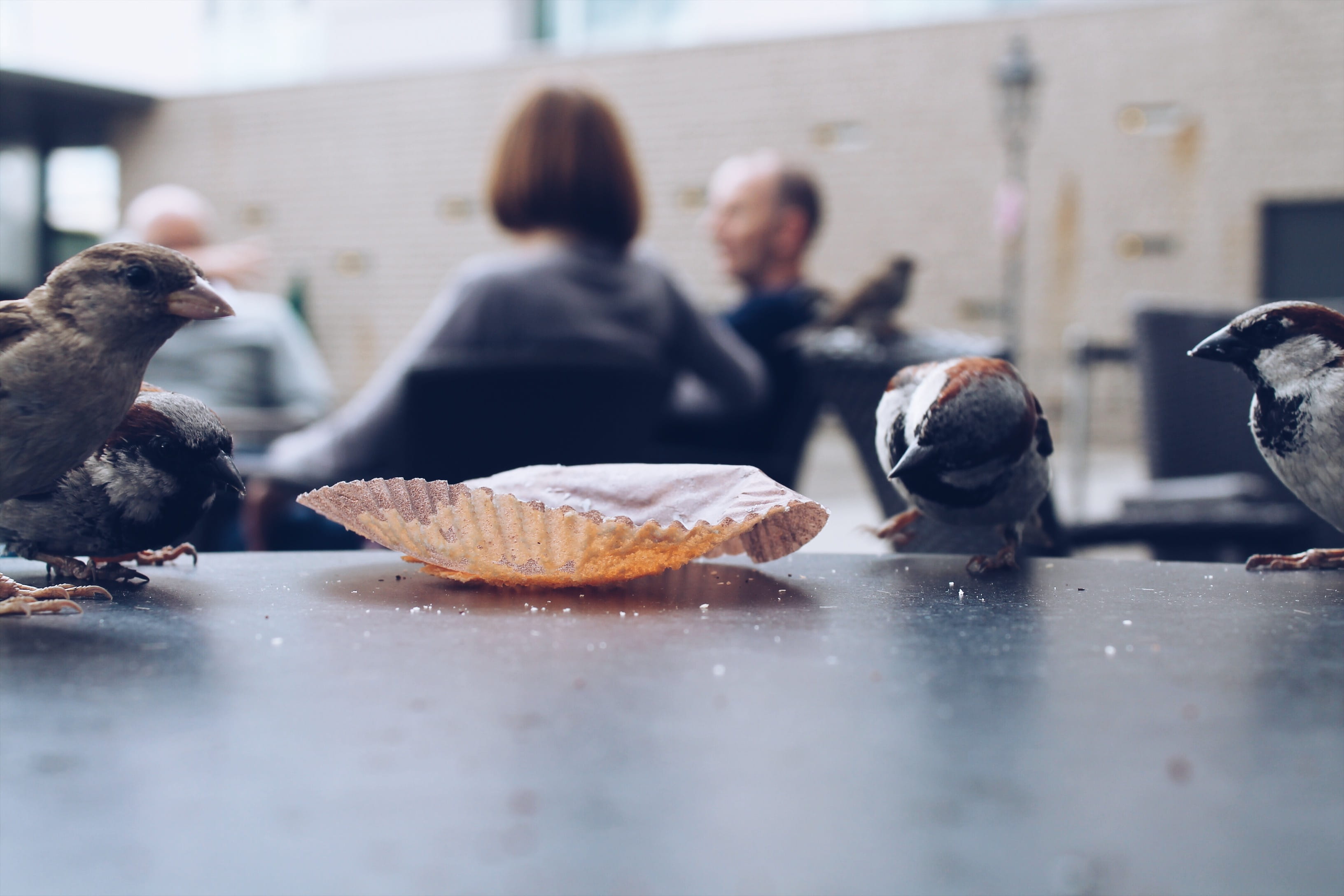 neat, eating, medium group of animals, food, focus on foreground, group of animals, surface level, food and drink, europe, animal wildlife, nature, brandenburg gate, HD Wallpaper