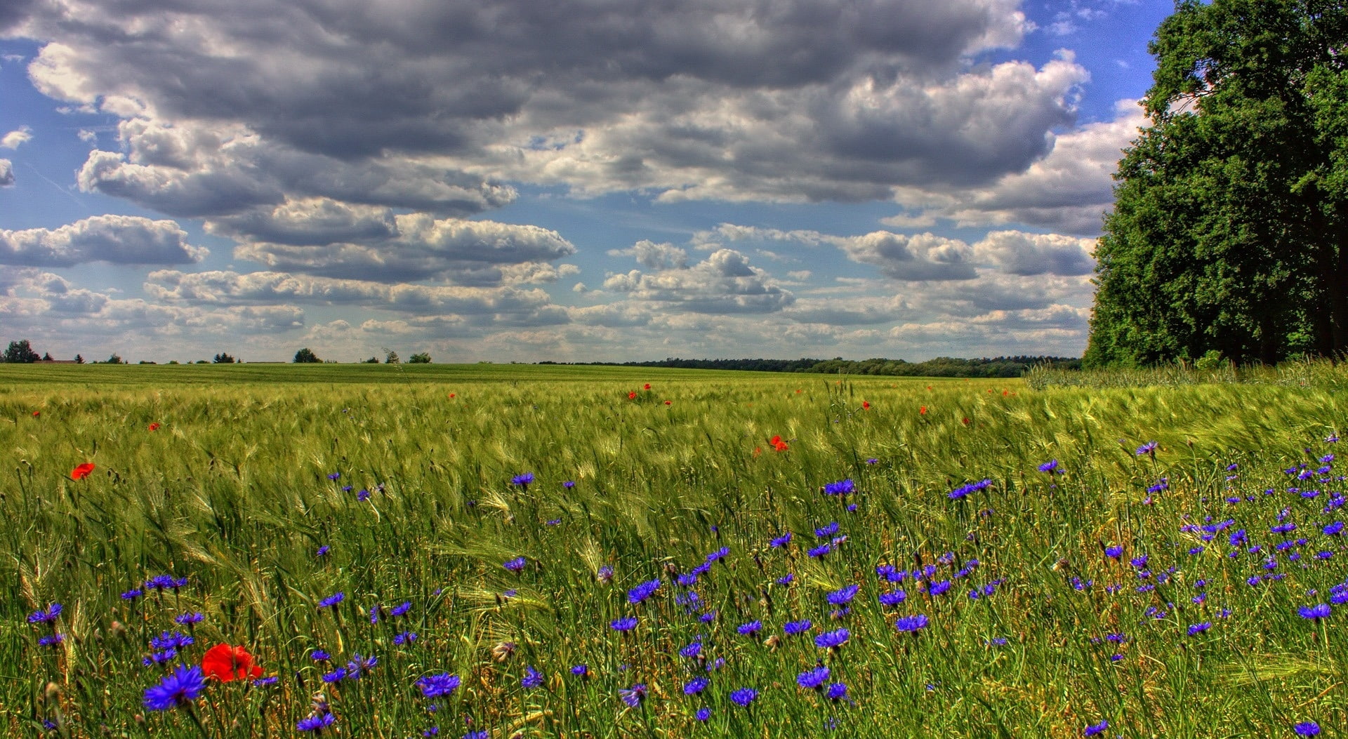 plant, Seasons, flowering plant, flowerbed, flower, Spring, scenics - nature, Field, outdoors, Flowers, tranquility, land, 1080P, brandenburg, sky, springtime, HD Wallpaper