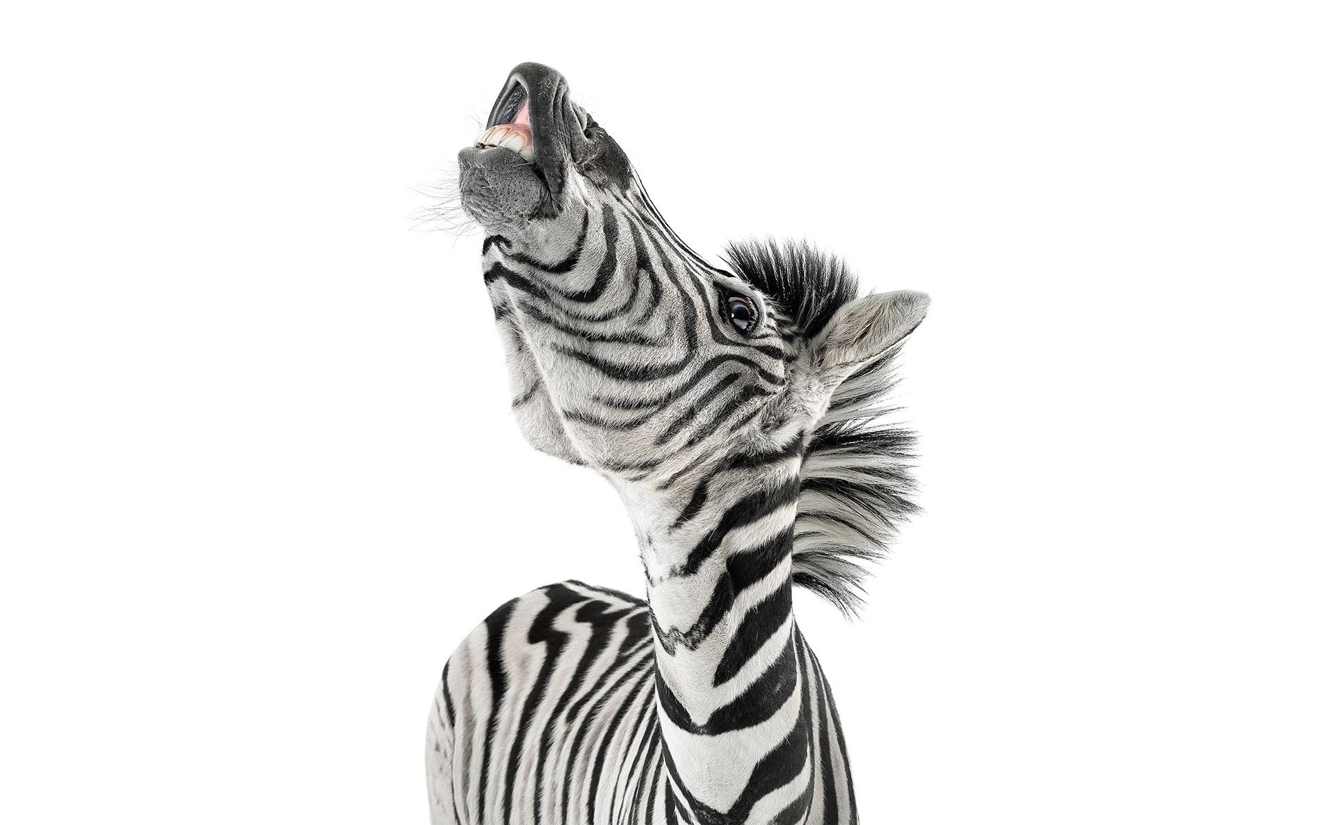Zebra, Humor, Funny, Animal, 1080P, HD Wallpaper