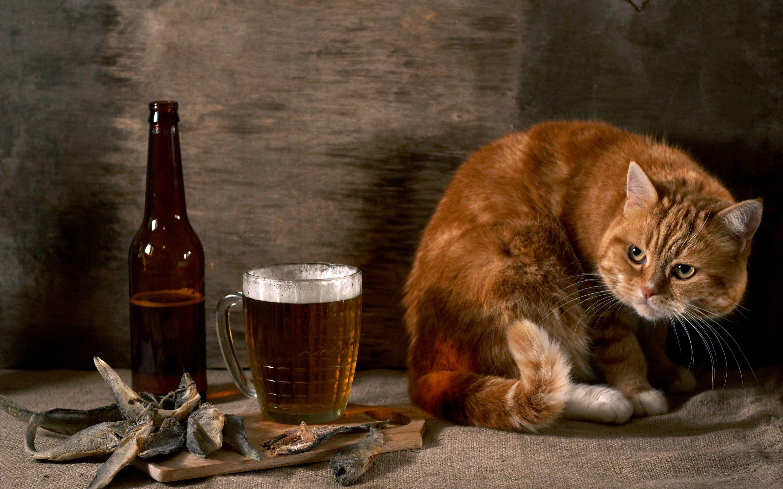 cat, 2K, beer, animals, funny, HD Wallpaper