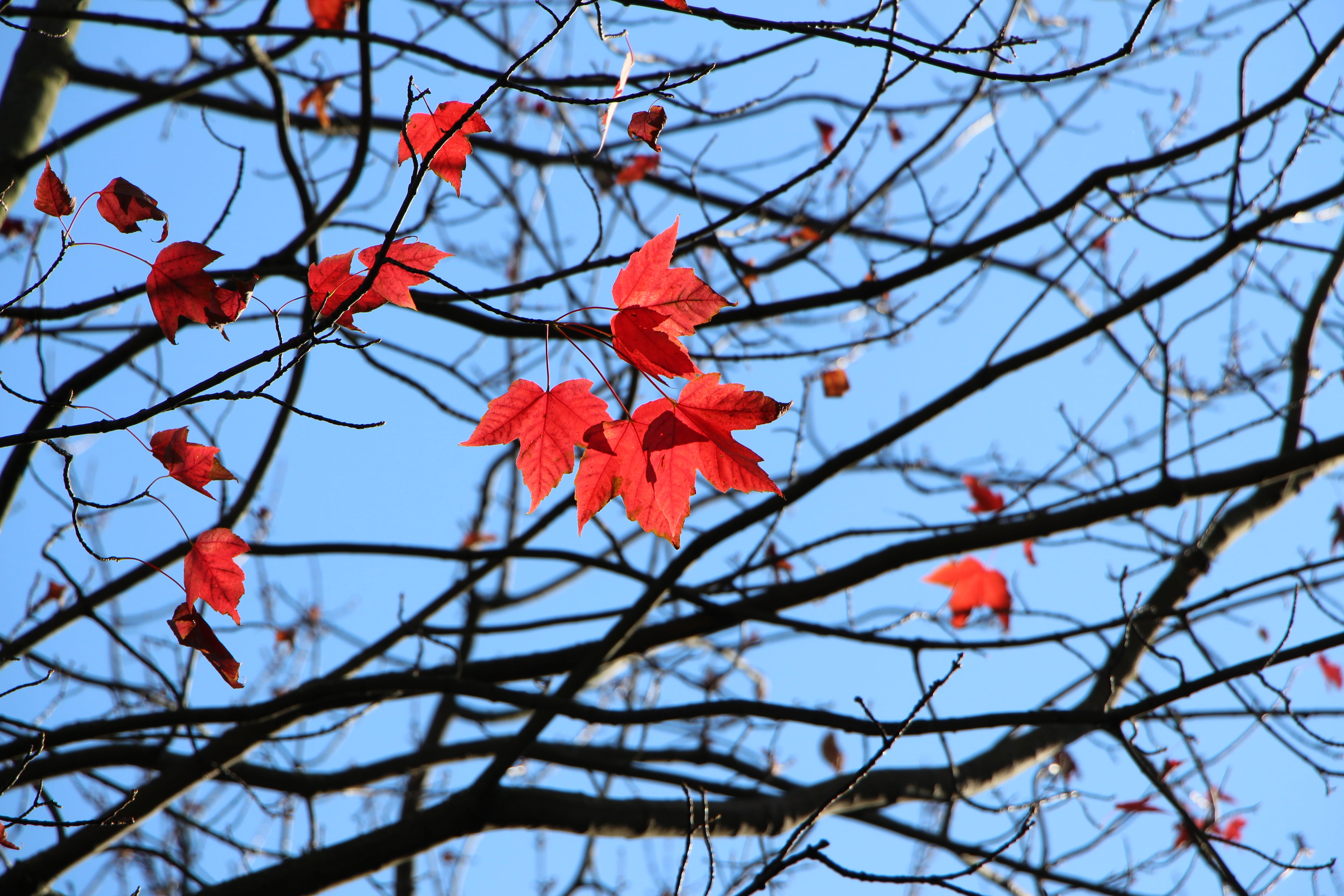 5K, tree, nature, plant, no people, branch, beauty in nature, leaves, autumn, day, maple leaf, change, growth, st stephens green, plant part, dublin 2, HD Wallpaper