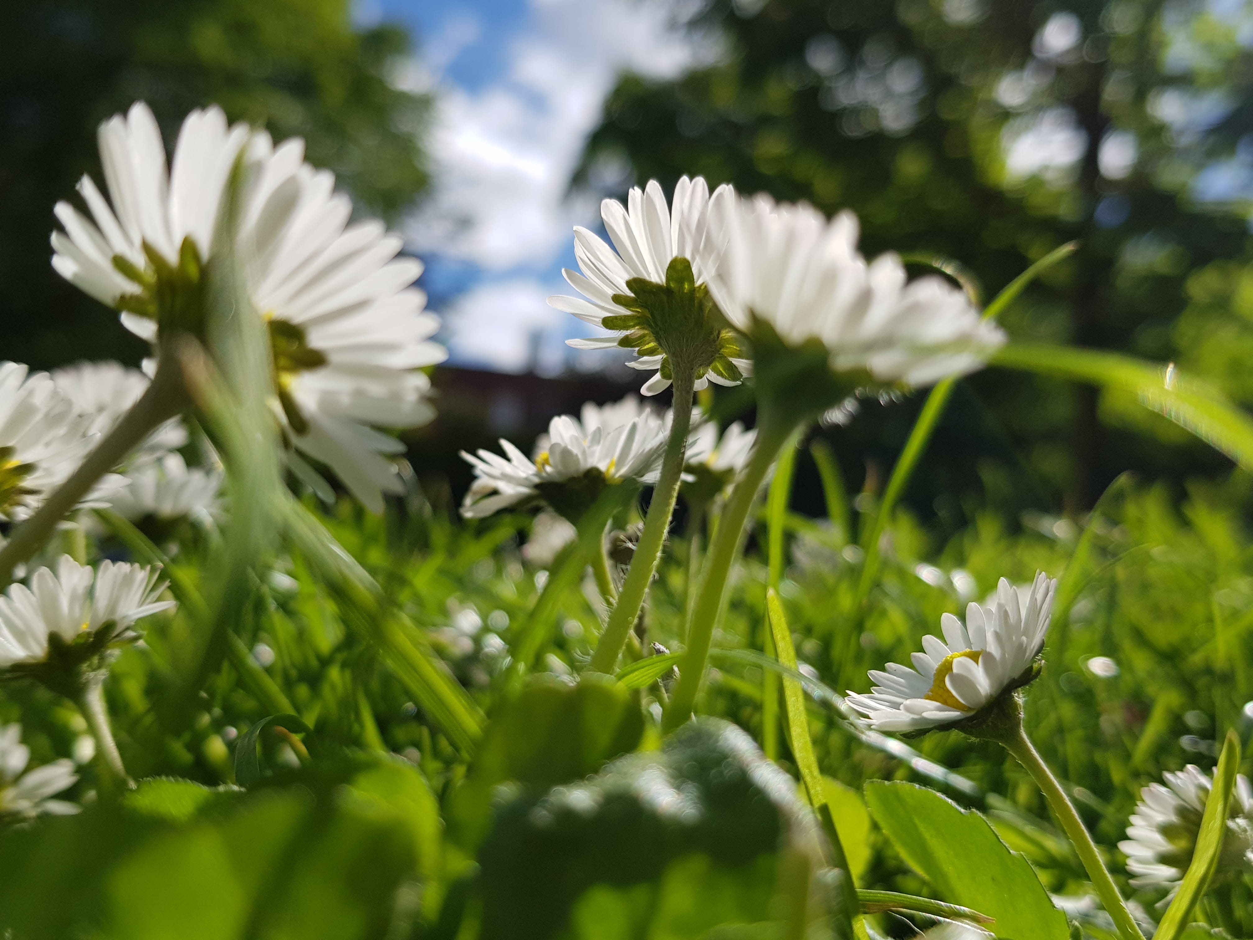 90-92 st stephens green, blue skies, day, white color, field, inflorescence, green color, flowering plant, fragility, flower, nature, ireland, selective focus, HD Wallpaper