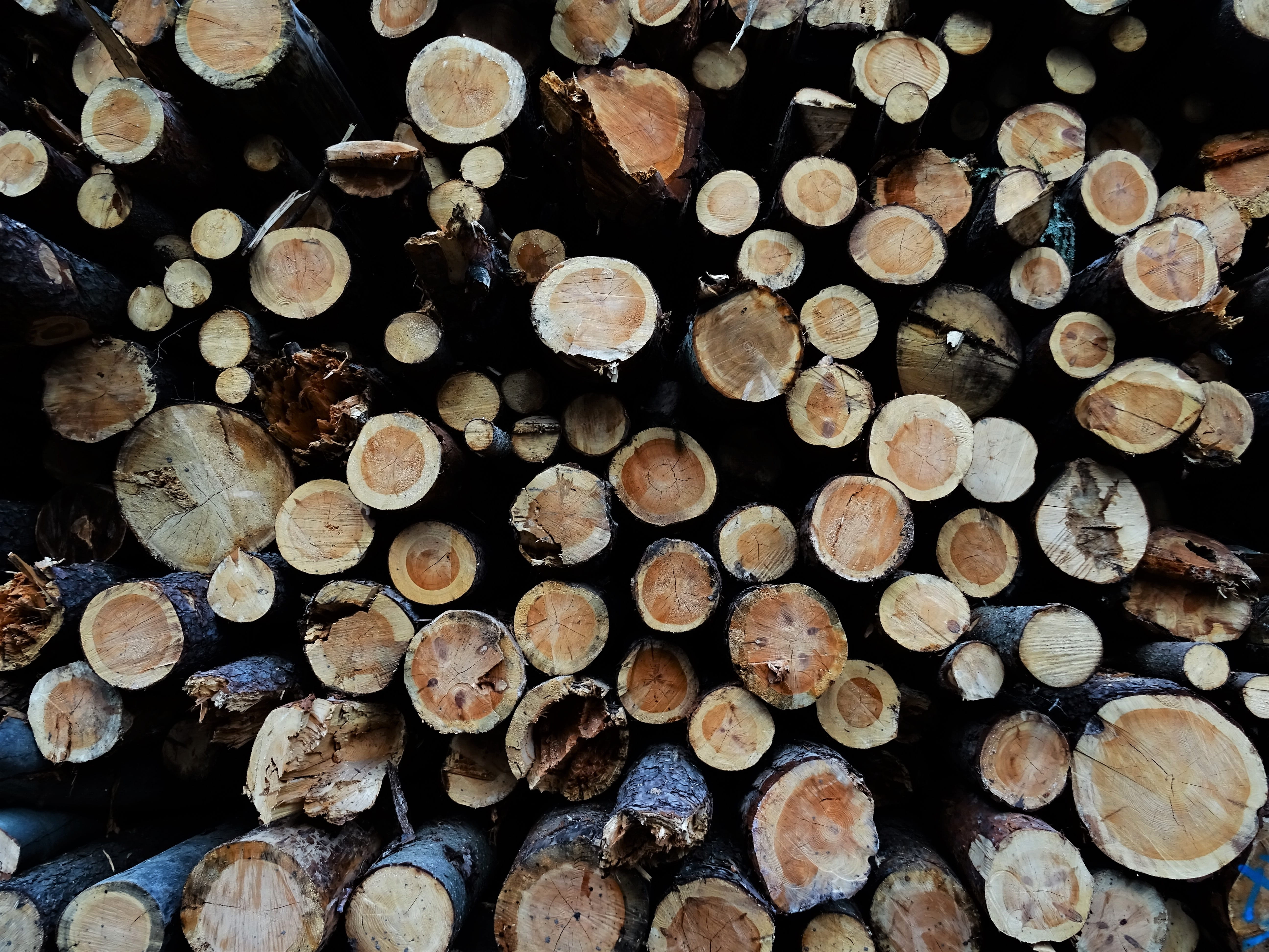 environmental issues, tree ring, growing stock, stack, stacked up, wood - material, background, backgrounds, fossil fuel, firewood, deforestation, holzstapel, HD Wallpaper