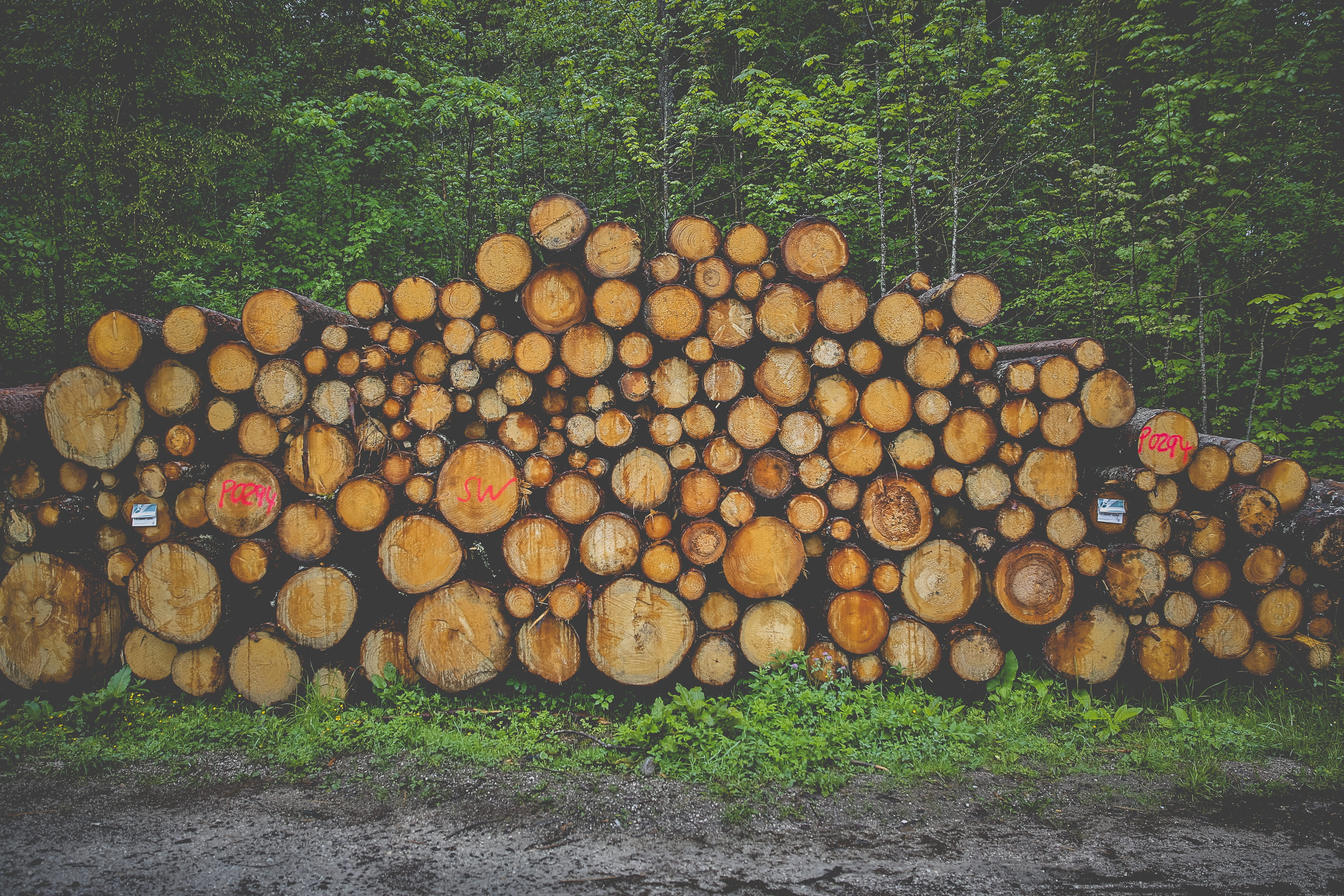 field, no people, tree, environmental issues, 5K, fossil fuel, lumber industry, strains, storage, forestry, holzstapel, large group of objects, log, land, HD Wallpaper
