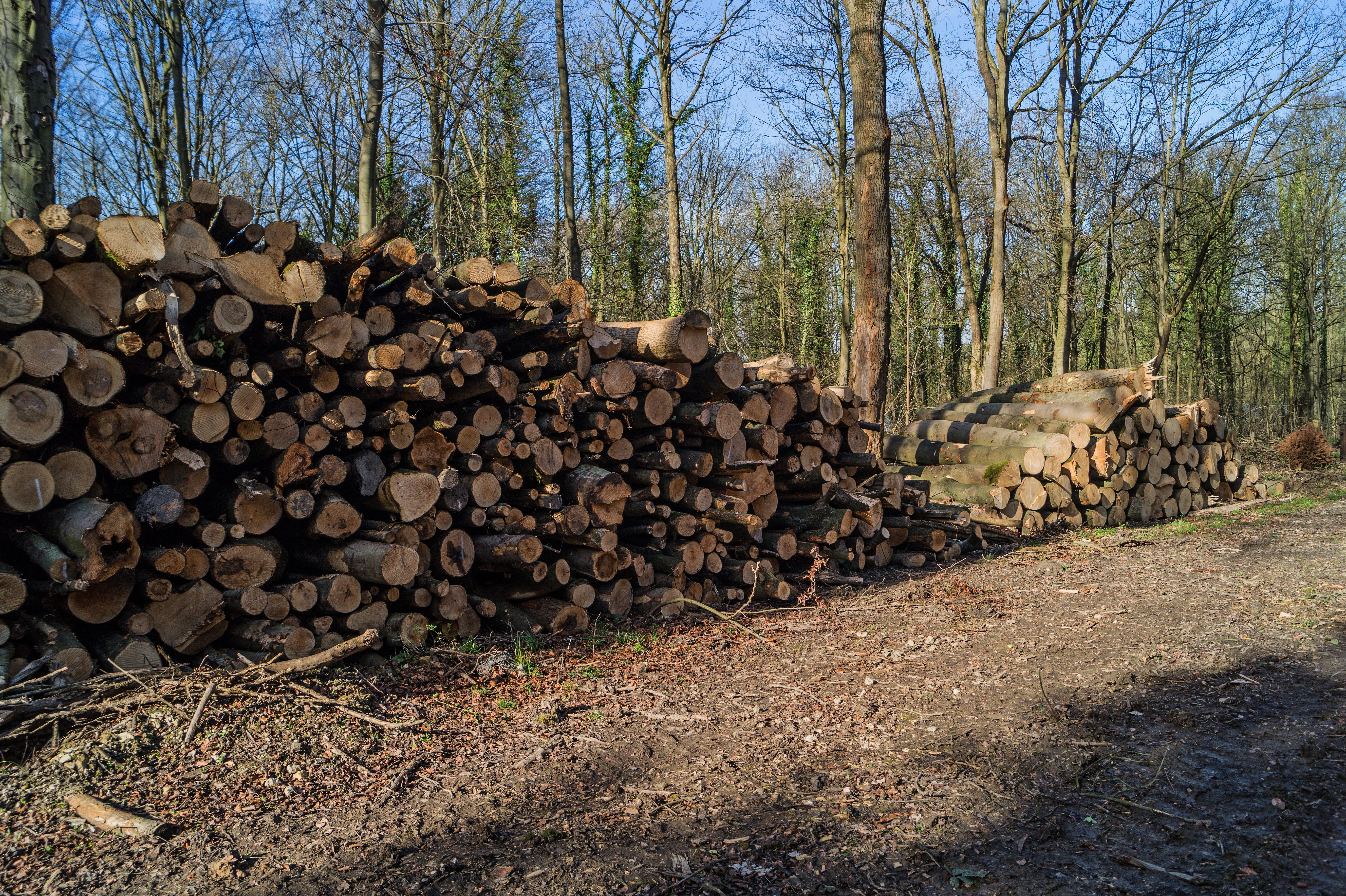 deforestation, wood - material, timber, rural, no people, outdoors, 5K, land, lumber, plant, lumber industry, natural, environmental issues, abundance, HD Wallpaper