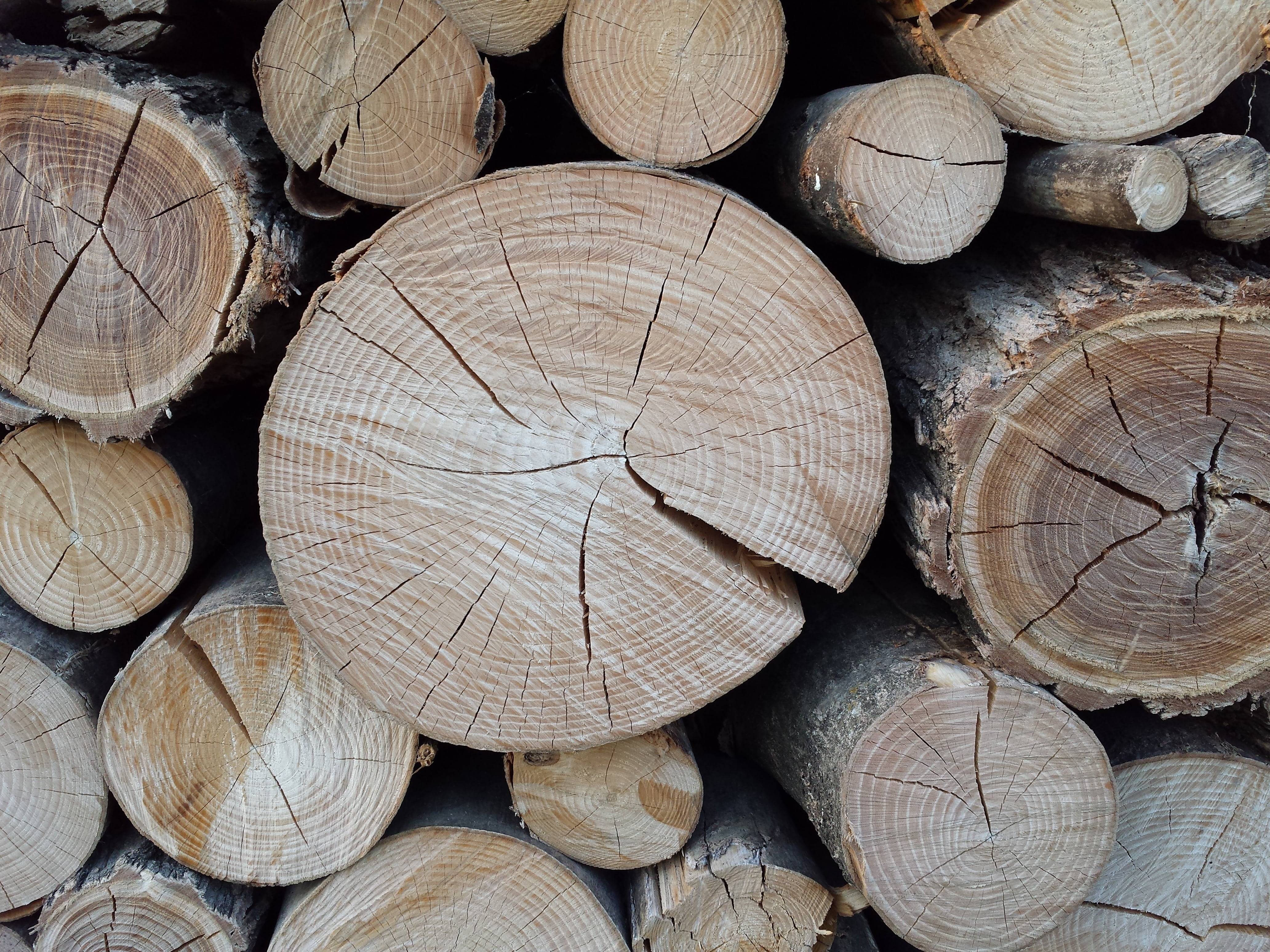 stack, tree Trunk, wood, textured, brown, material, timber, trunk, log, forest, close-up, full frame, woodcutter, trees, no people, nature, abundance, deforestation, HD Wallpaper