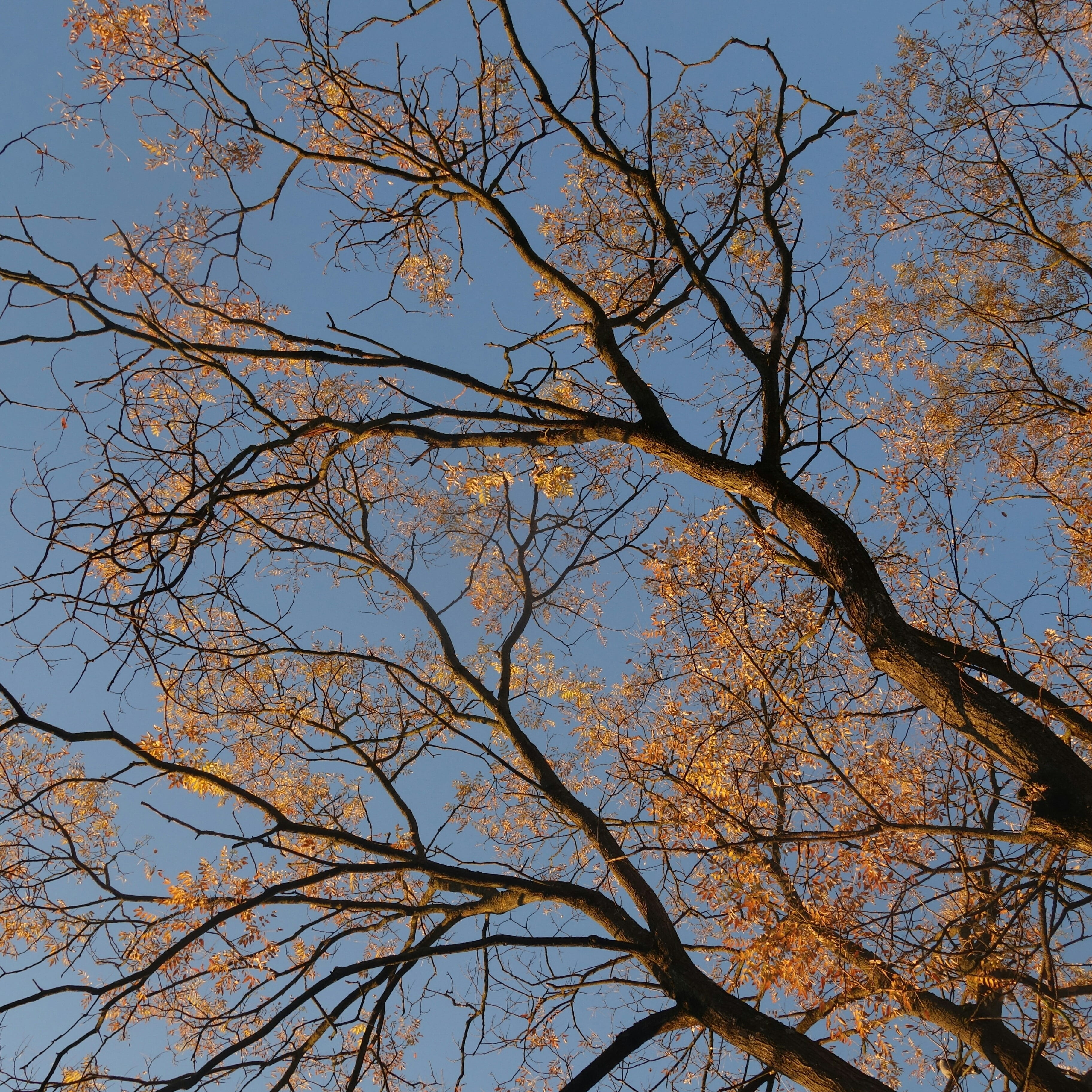 blue, autumn, clear sky, tree canopy, 2K, bare tree, low angle view, day, backgrounds, no people, outdoors, branch, scenics - nature, growth, tangle, plant, HD Wallpaper