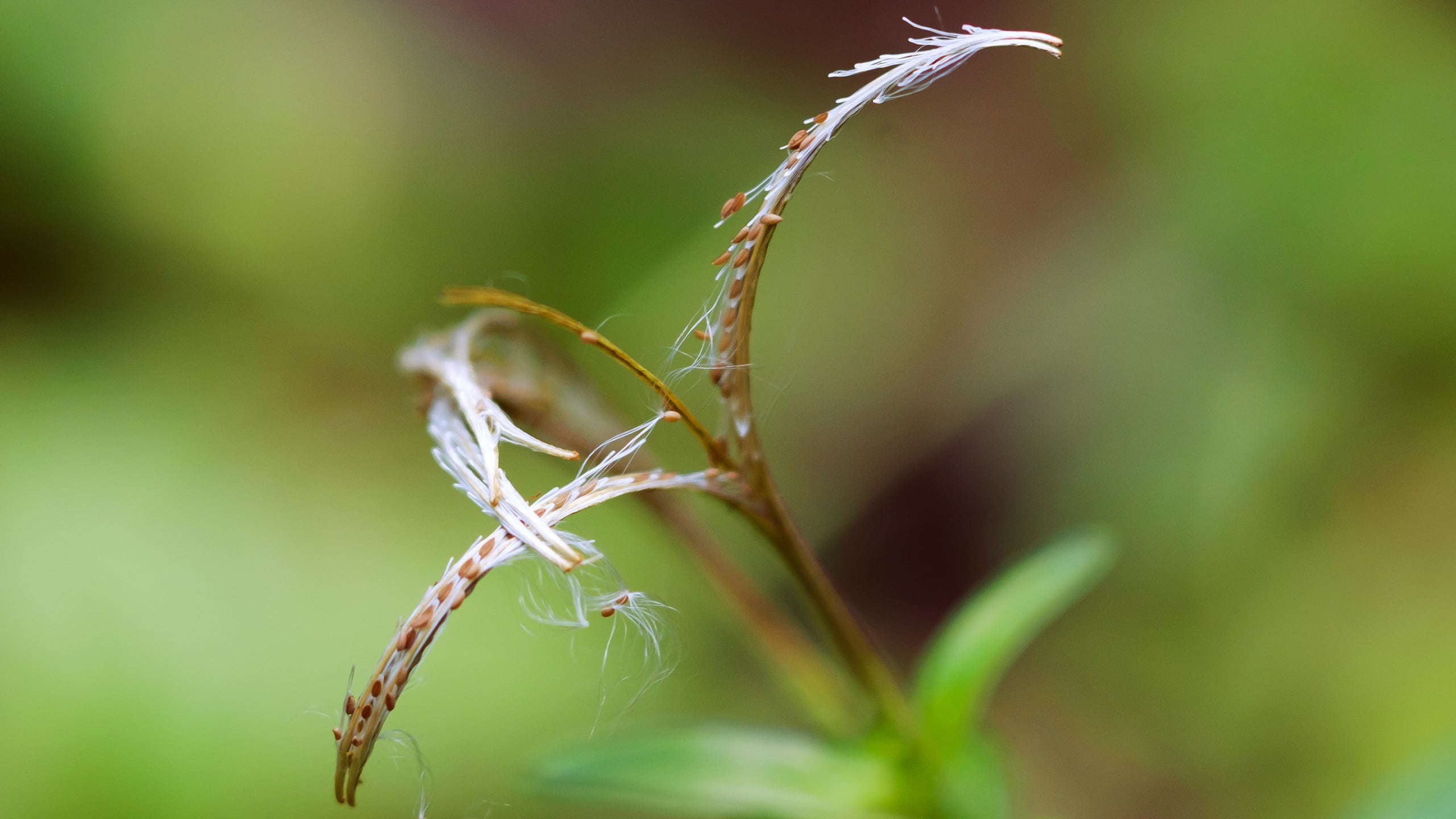 plant part, photography, leaf, green color, leaves, beauty in nature, invertebrate, close-up, growth, plant, outdoors, seeds, animal, animal themes, 2K, HD Wallpaper