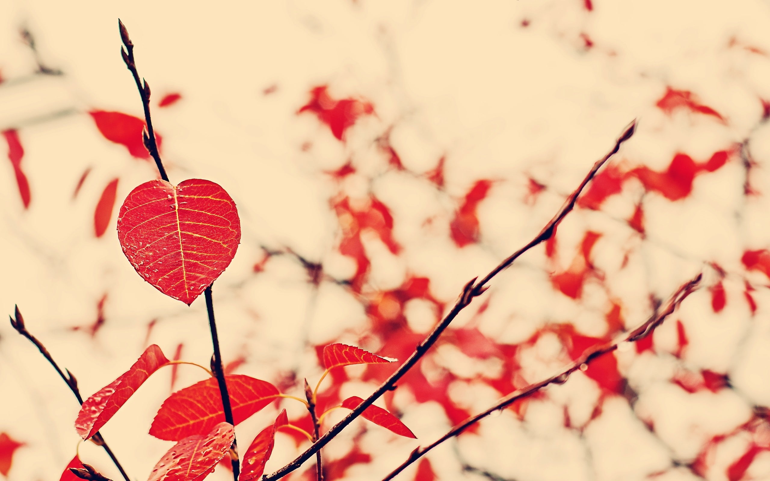 red leaves, branch, 2K, leaves, nature, plants, HD Wallpaper