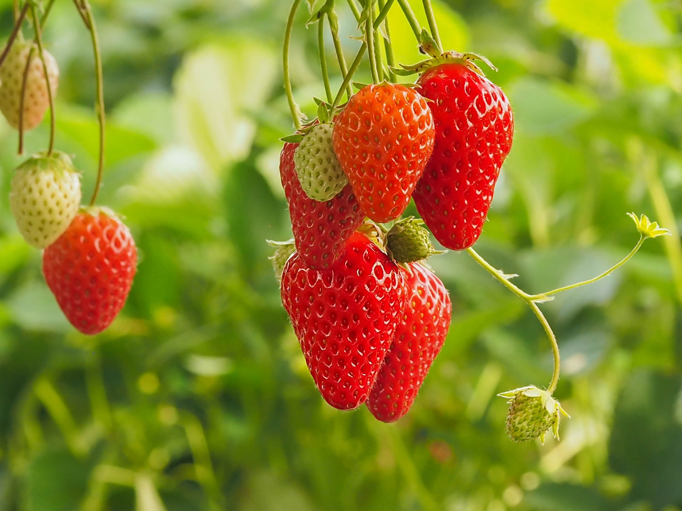 strawberries, food, fruit, 1080P, leaves, plants, HD Wallpaper