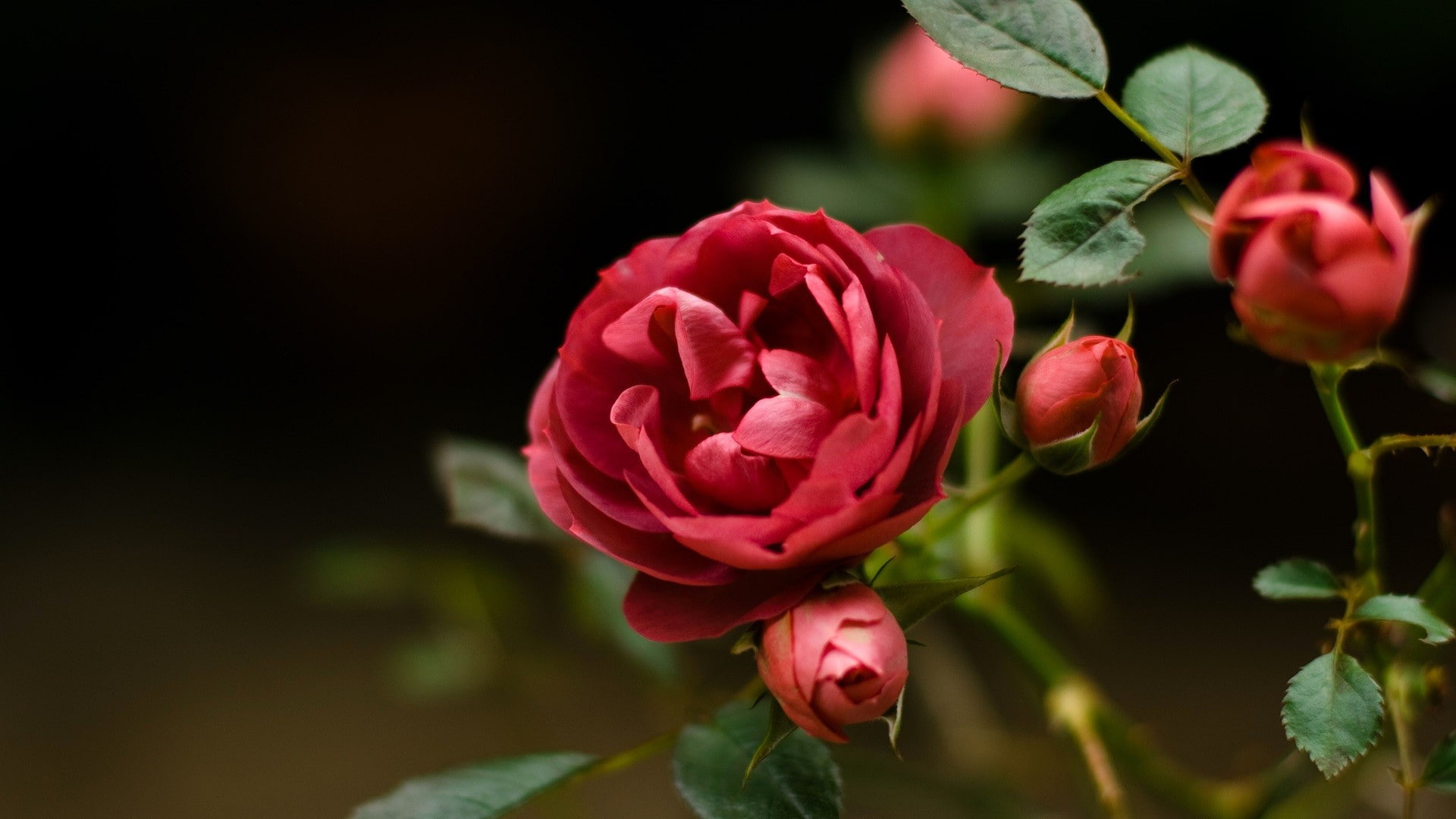closeup, rose, red flowers, leaves, nature, flowers, red, 1080P, plants, HD Wallpaper